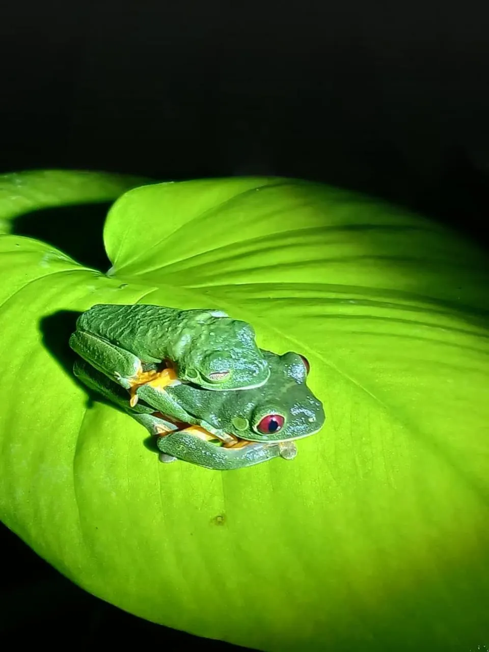 Animals in Mountain Top Park Hotel