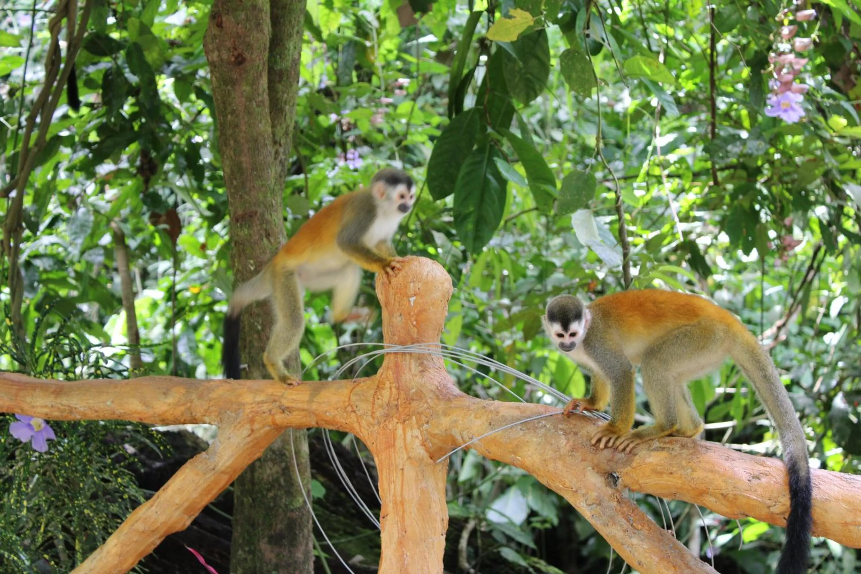 Animals in Mountain Top Park Hotel