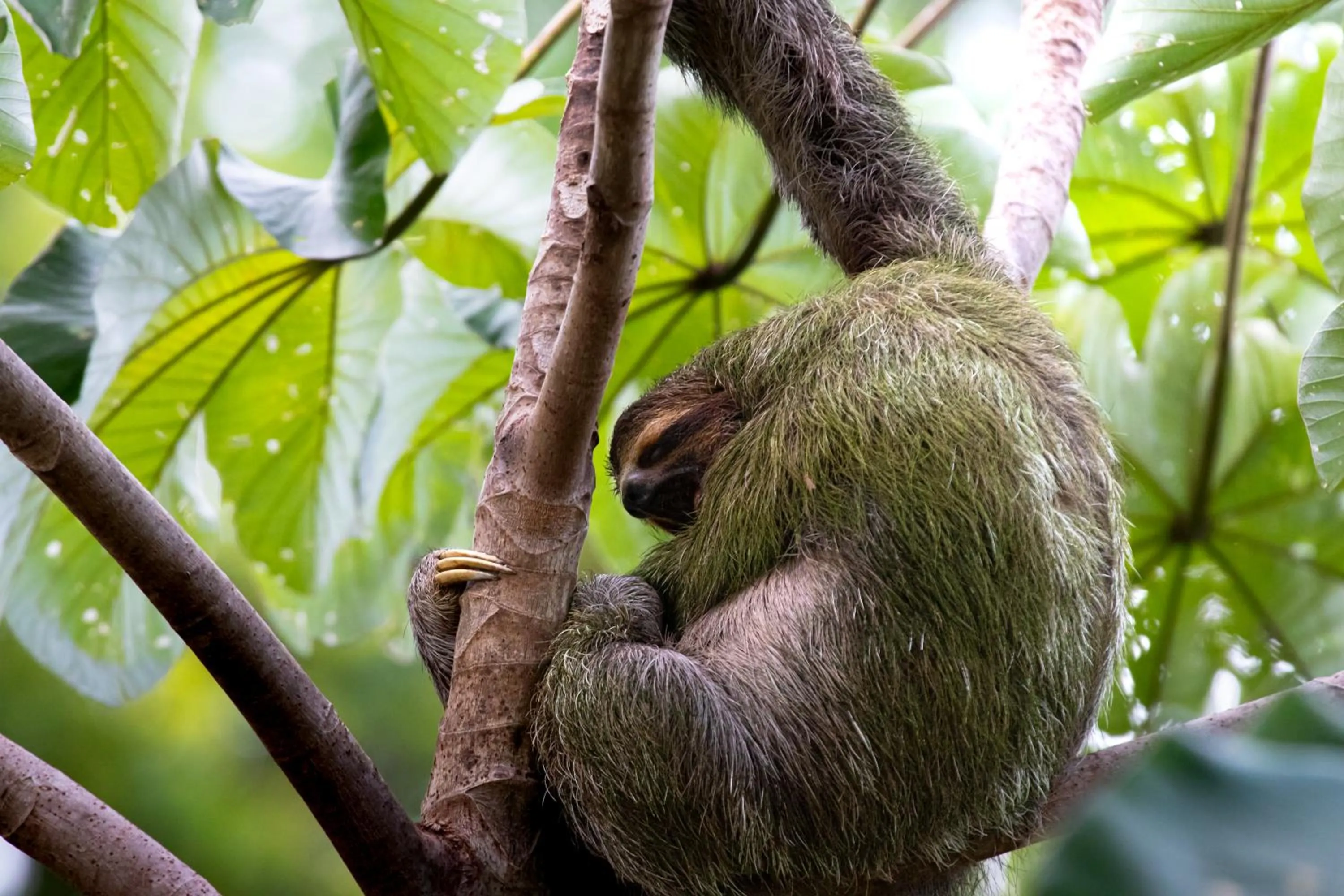 Animals in Mountain Top Park Hotel