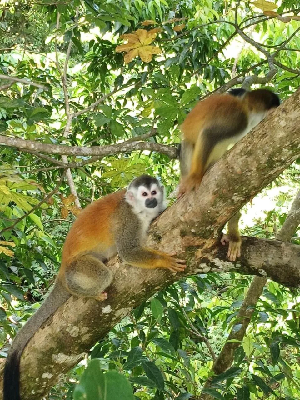 Animals in Mountain Top Park Hotel