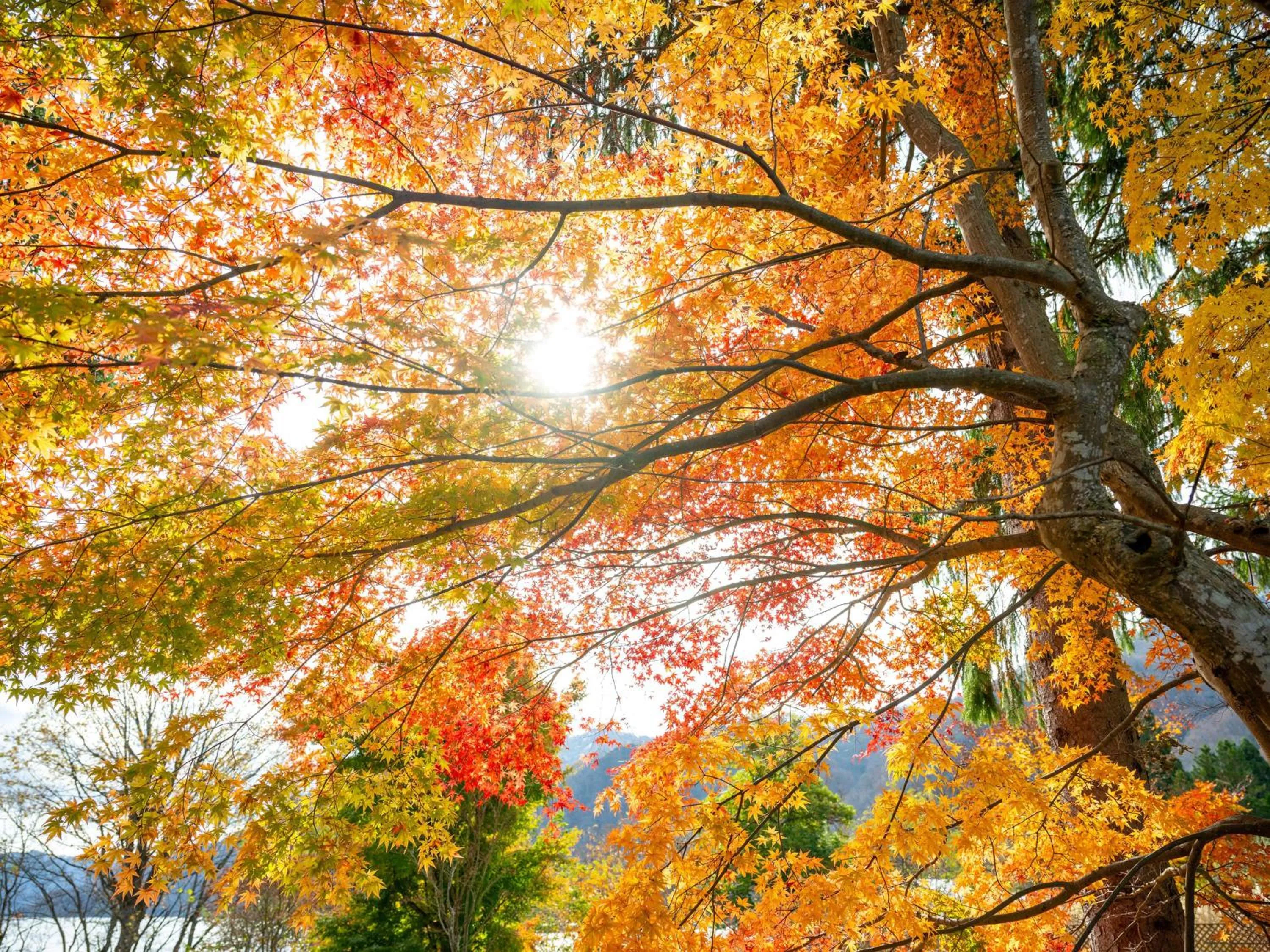 Garden view in Towada Prince Hotel