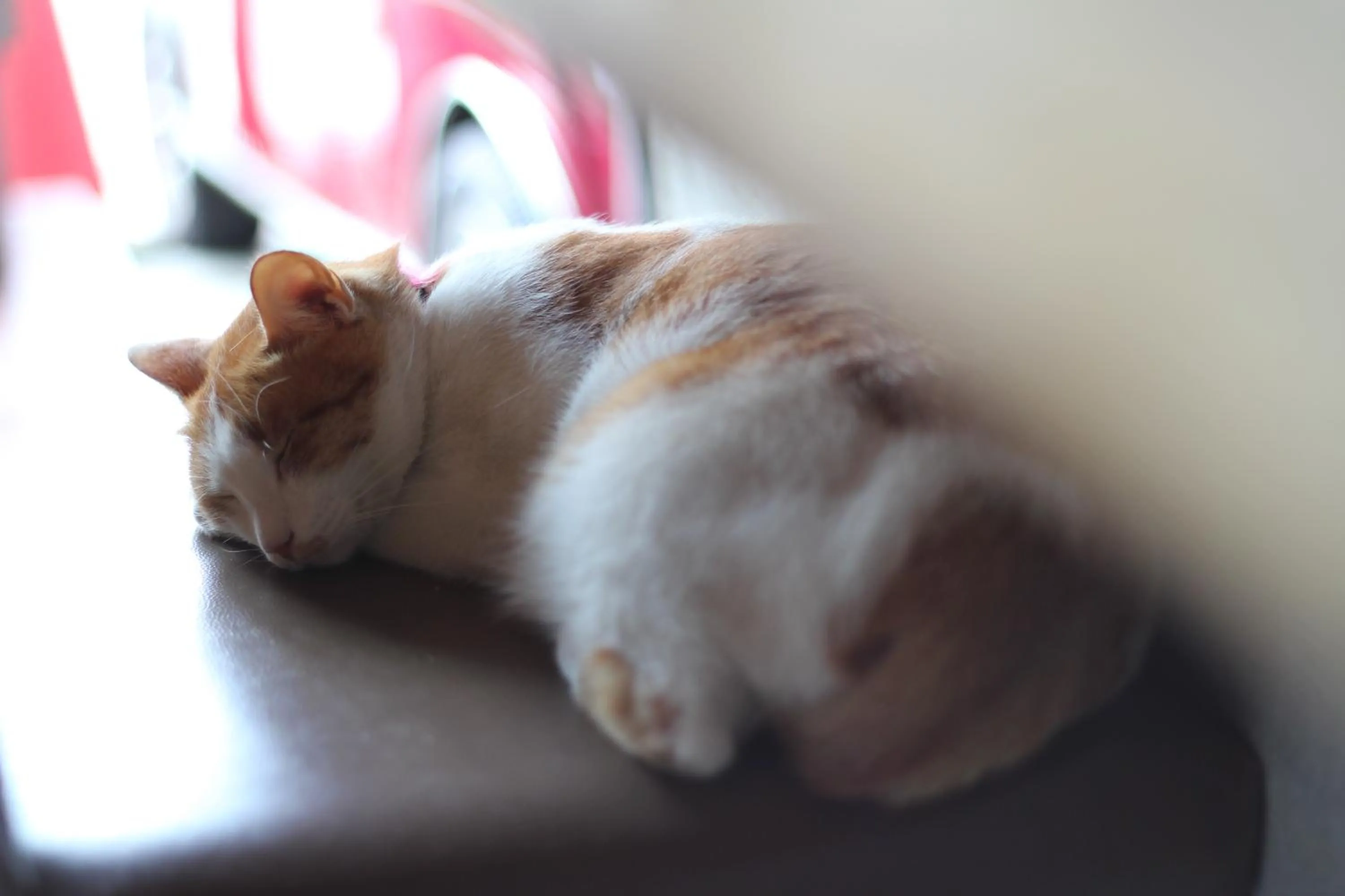 Pets in The Deer Head Inn