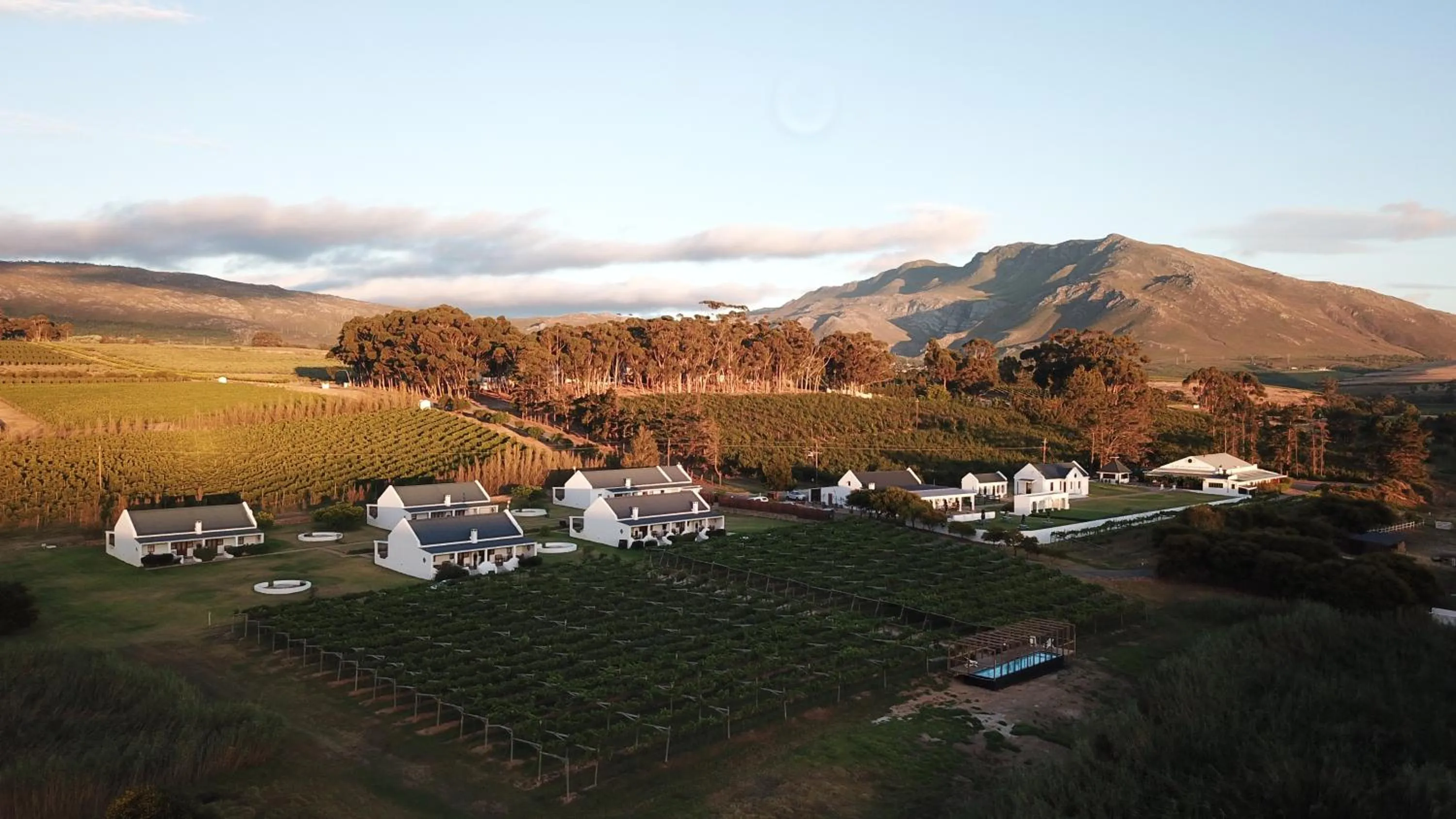Bird's eye view in Endless Vineyards at Wildekrans Wine Estate