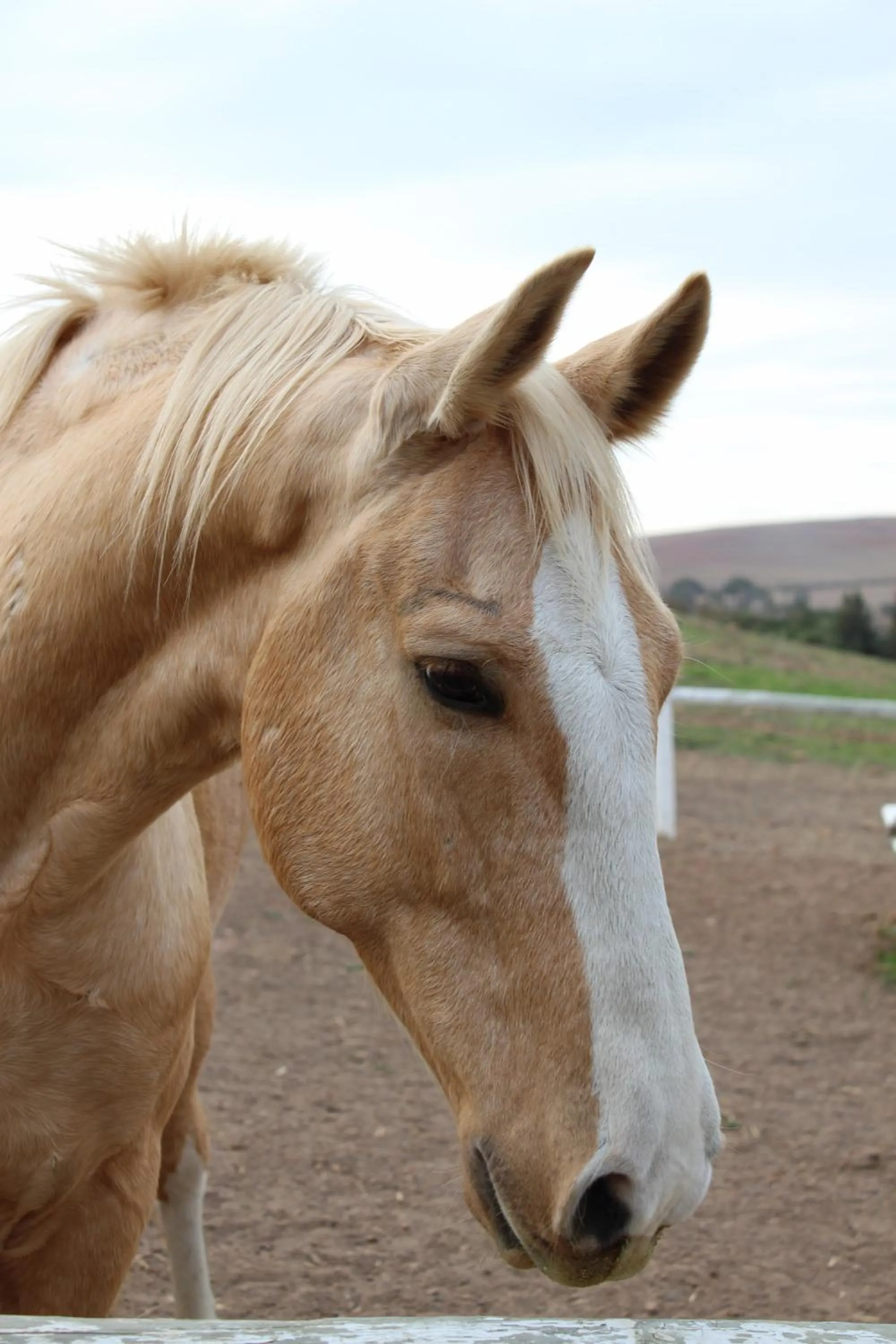 Horse-riding in Endless Vineyards at Wildekrans Wine Estate