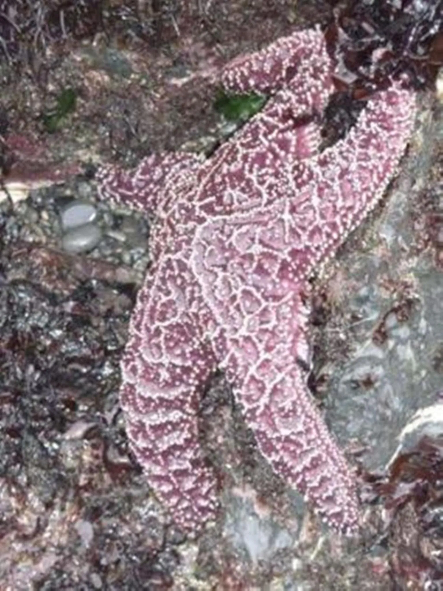 Animals in The Oceanfront Inn