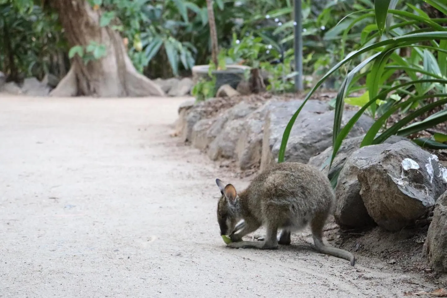 Animals in Palm Bay Resort