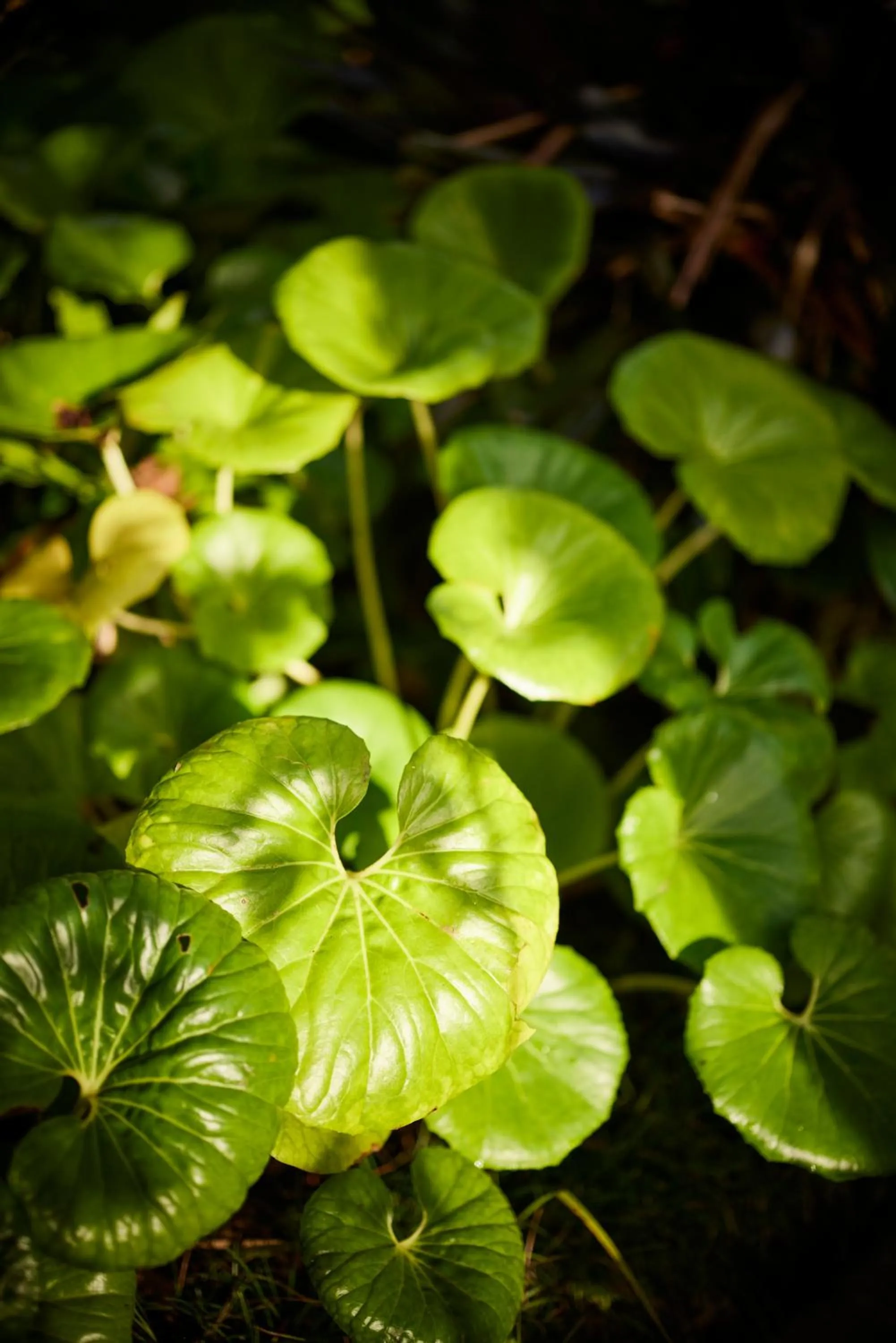 Emerald Inn on Takapuna Beach