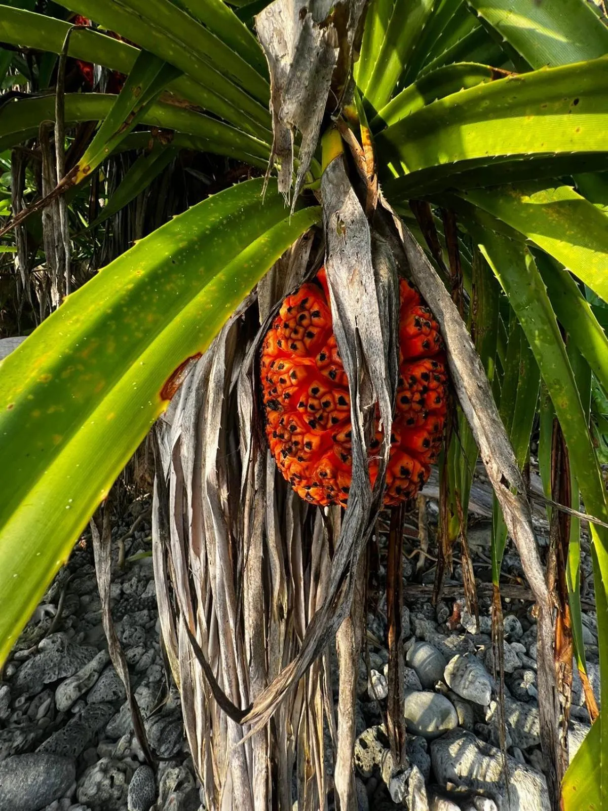 Garden in The Barefoot Eco Hotel