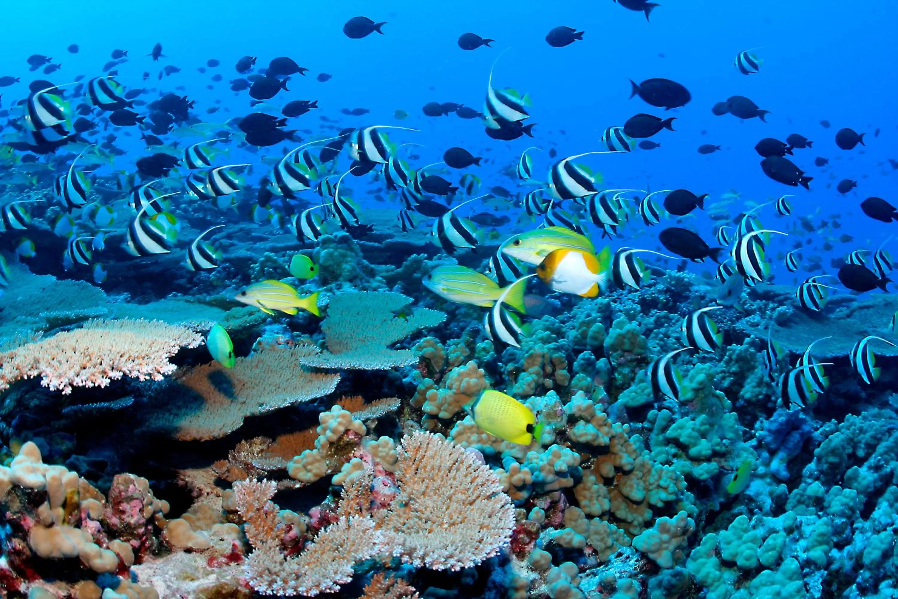 Snorkeling in The Barefoot Eco Hotel