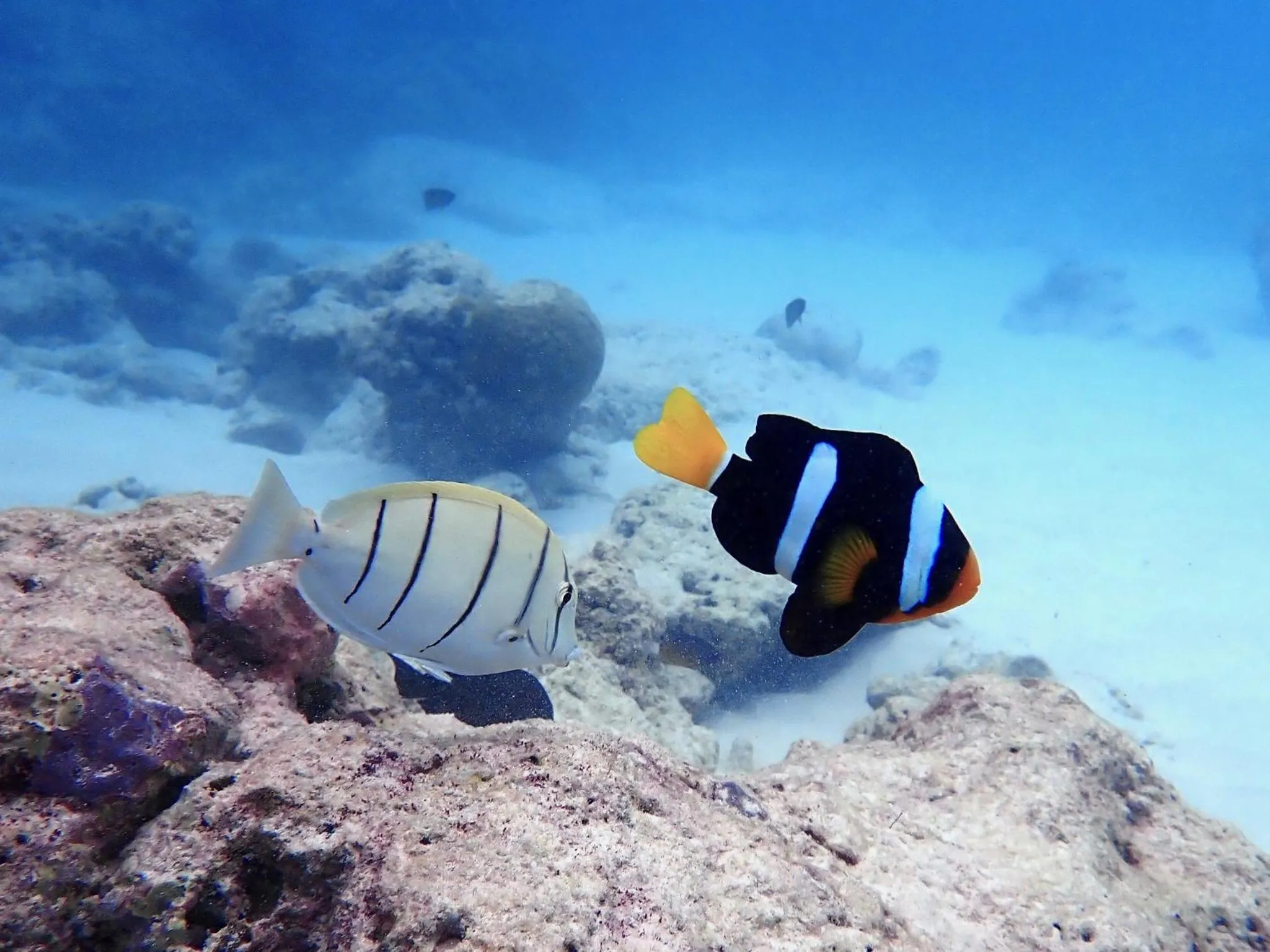 Snorkeling in The Barefoot Eco Hotel