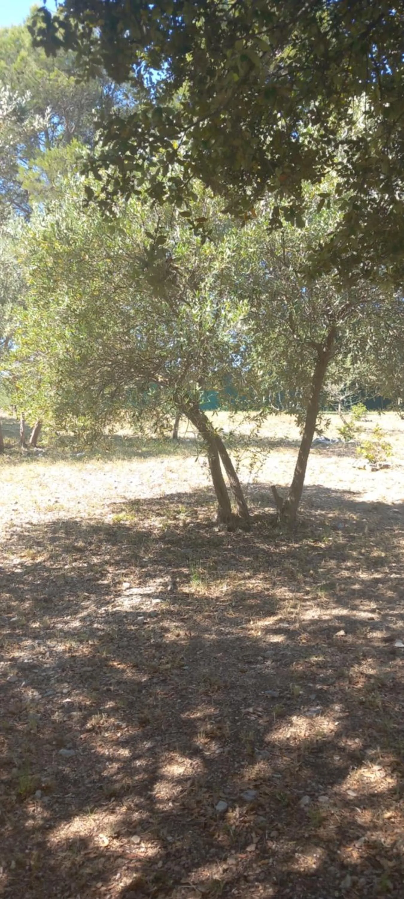 Garden in Maprovencale