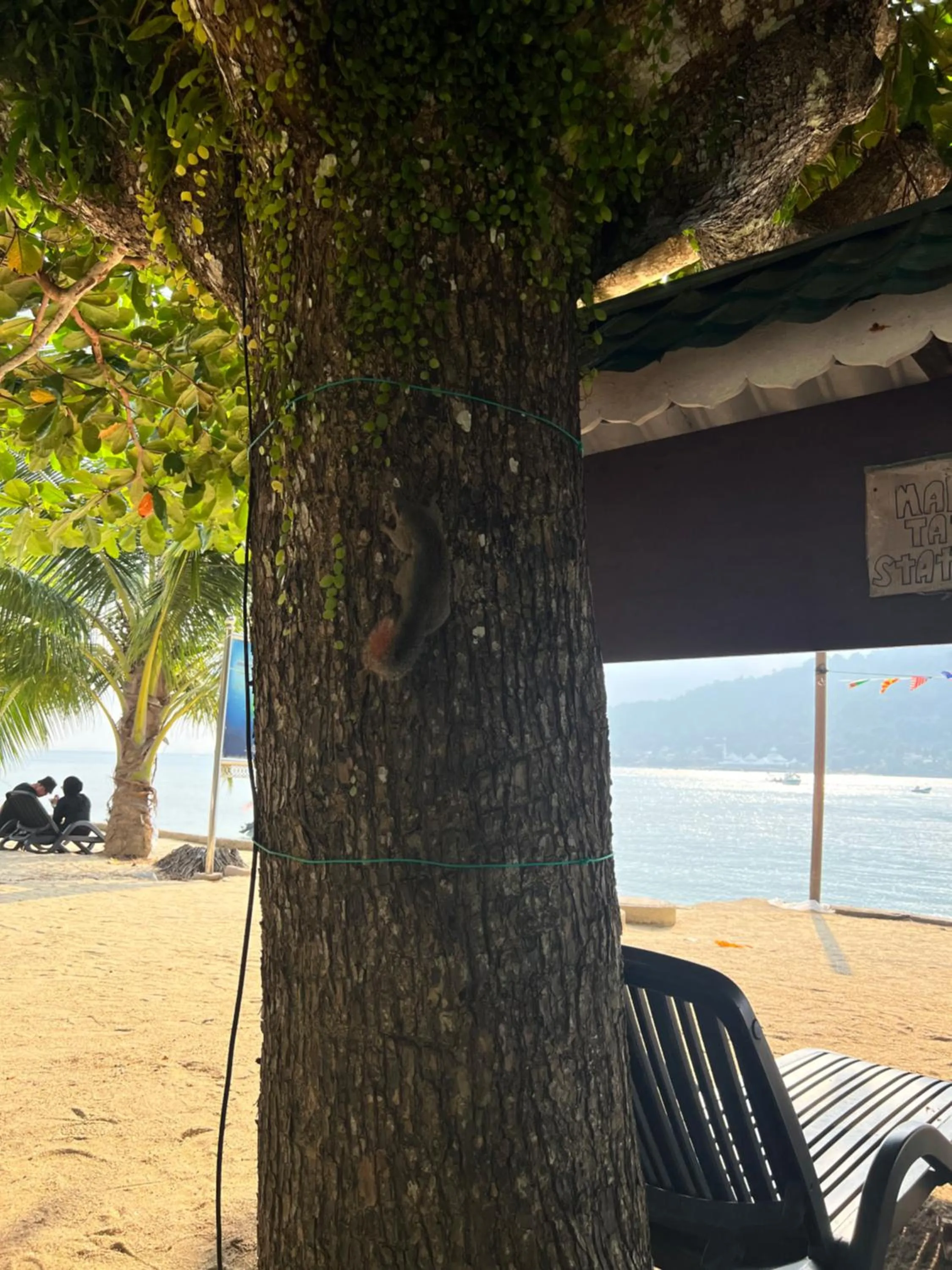 Natural landscape in Mama's Chalet Pulau Perhentian Besar