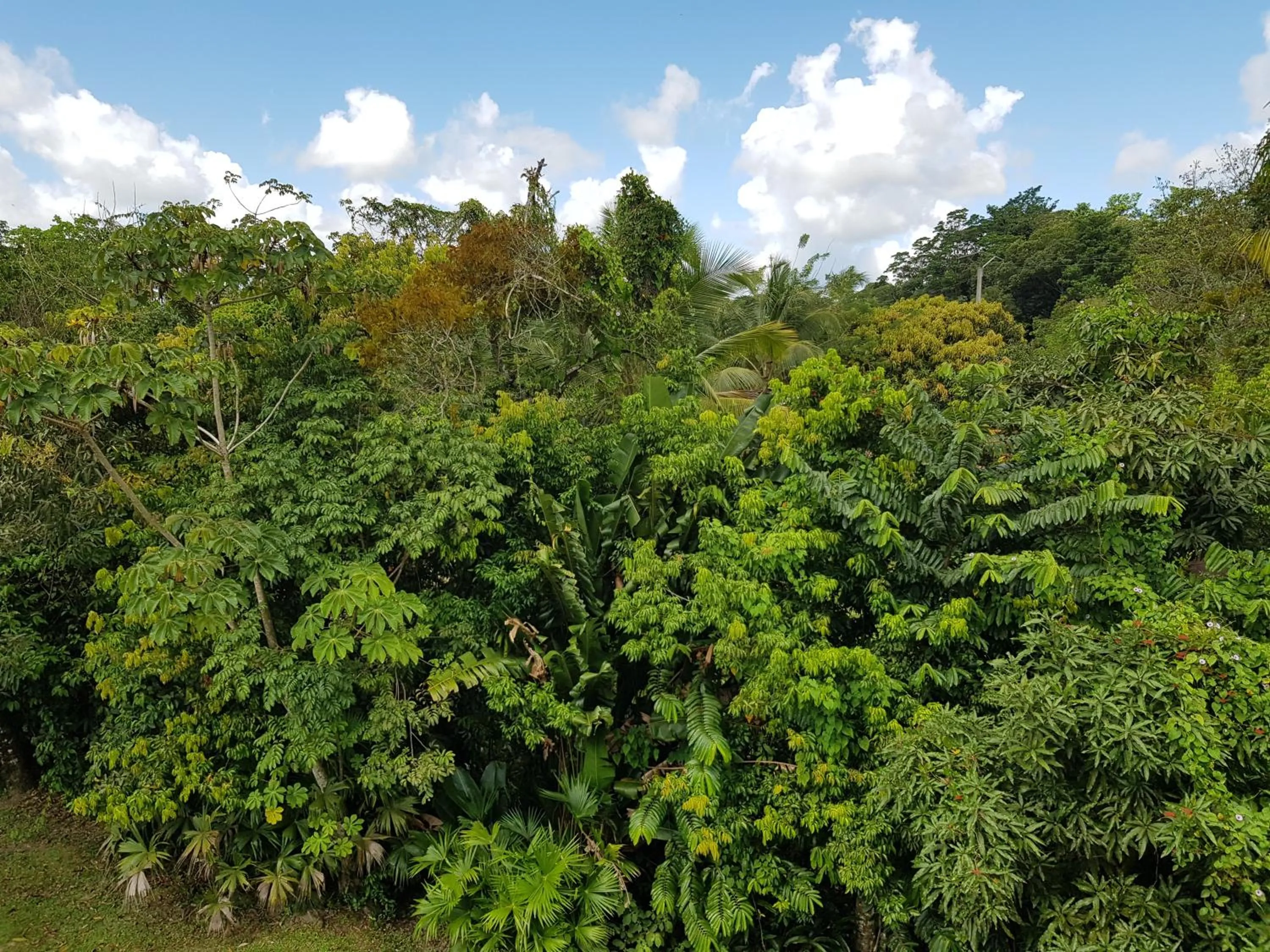 Garden in Hotel La Marmotte