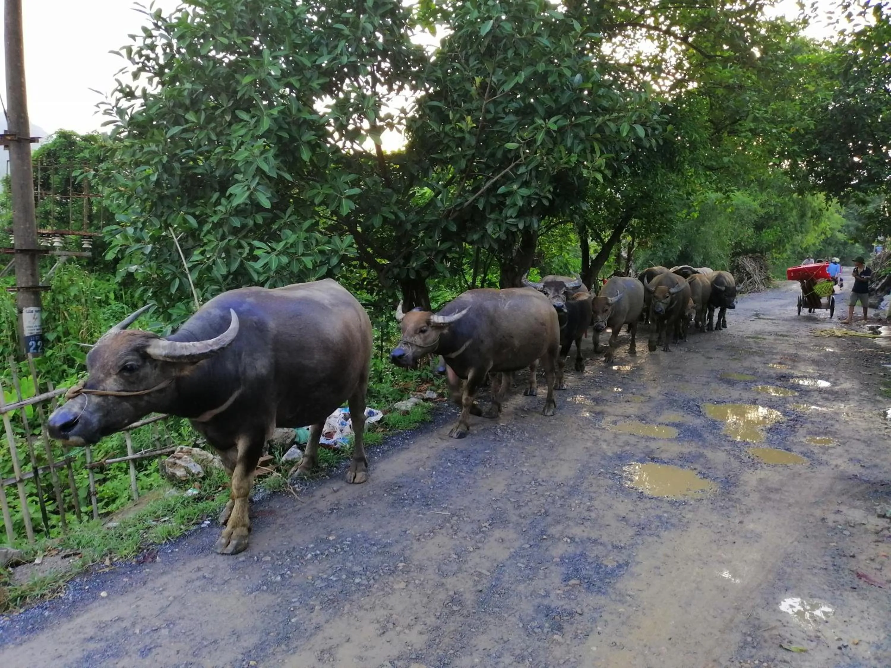 Animals in Limestone View Homestay
