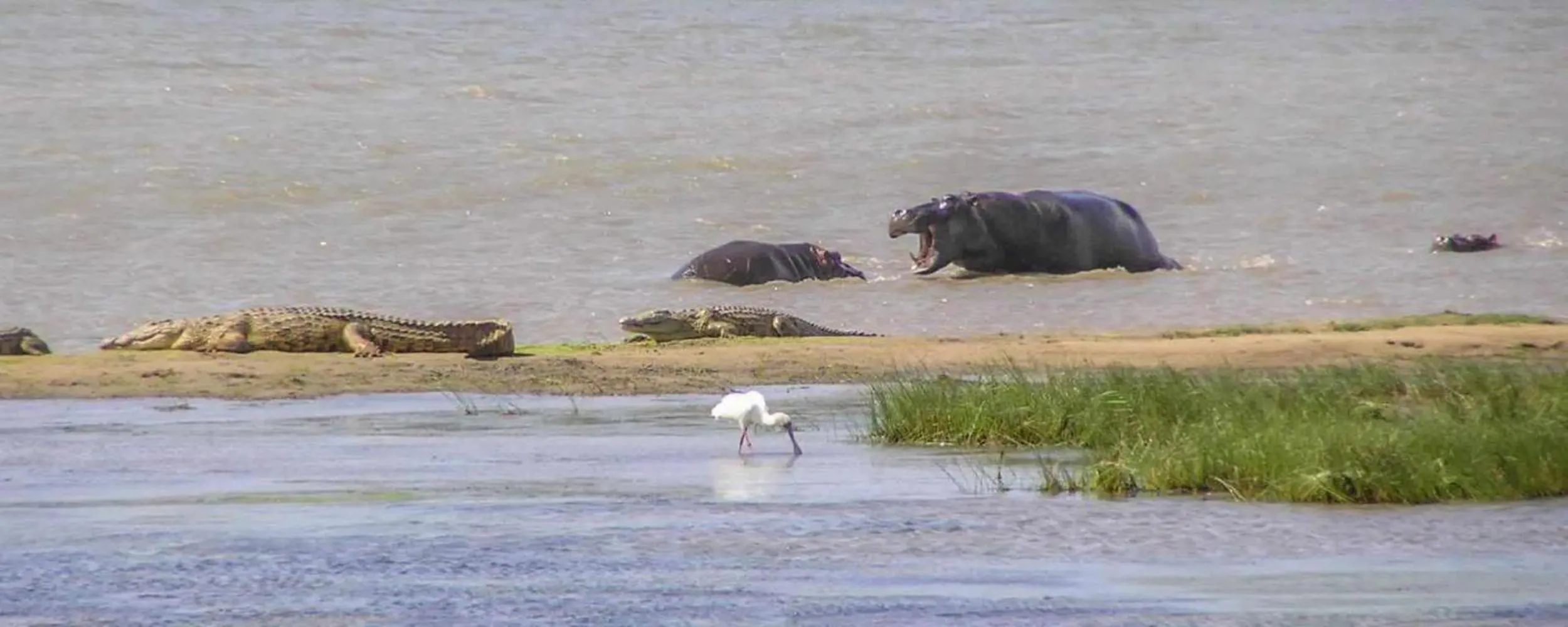 Animals in Leopard Corner Lodge
