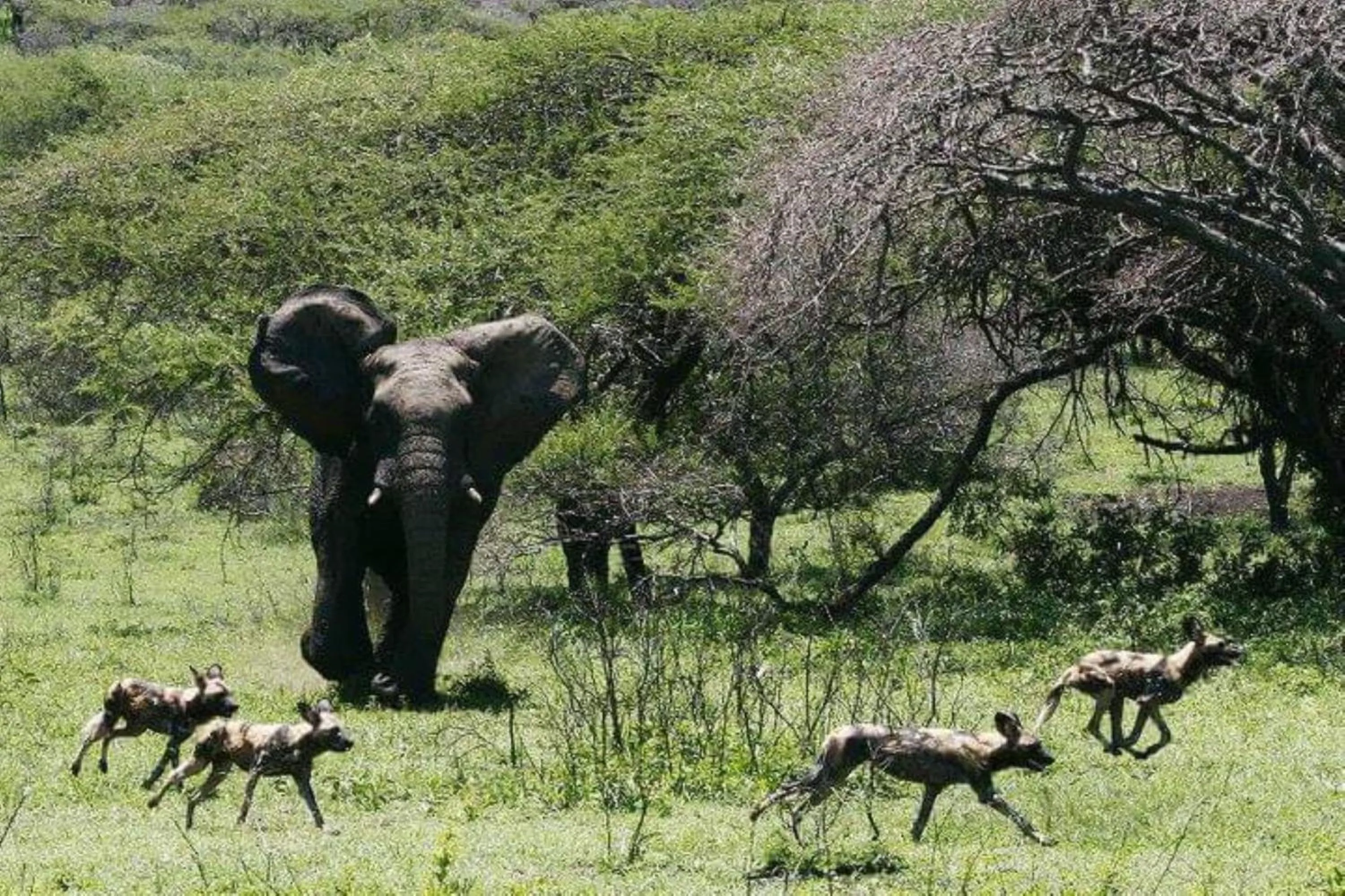 Animals in Leopard Corner Lodge