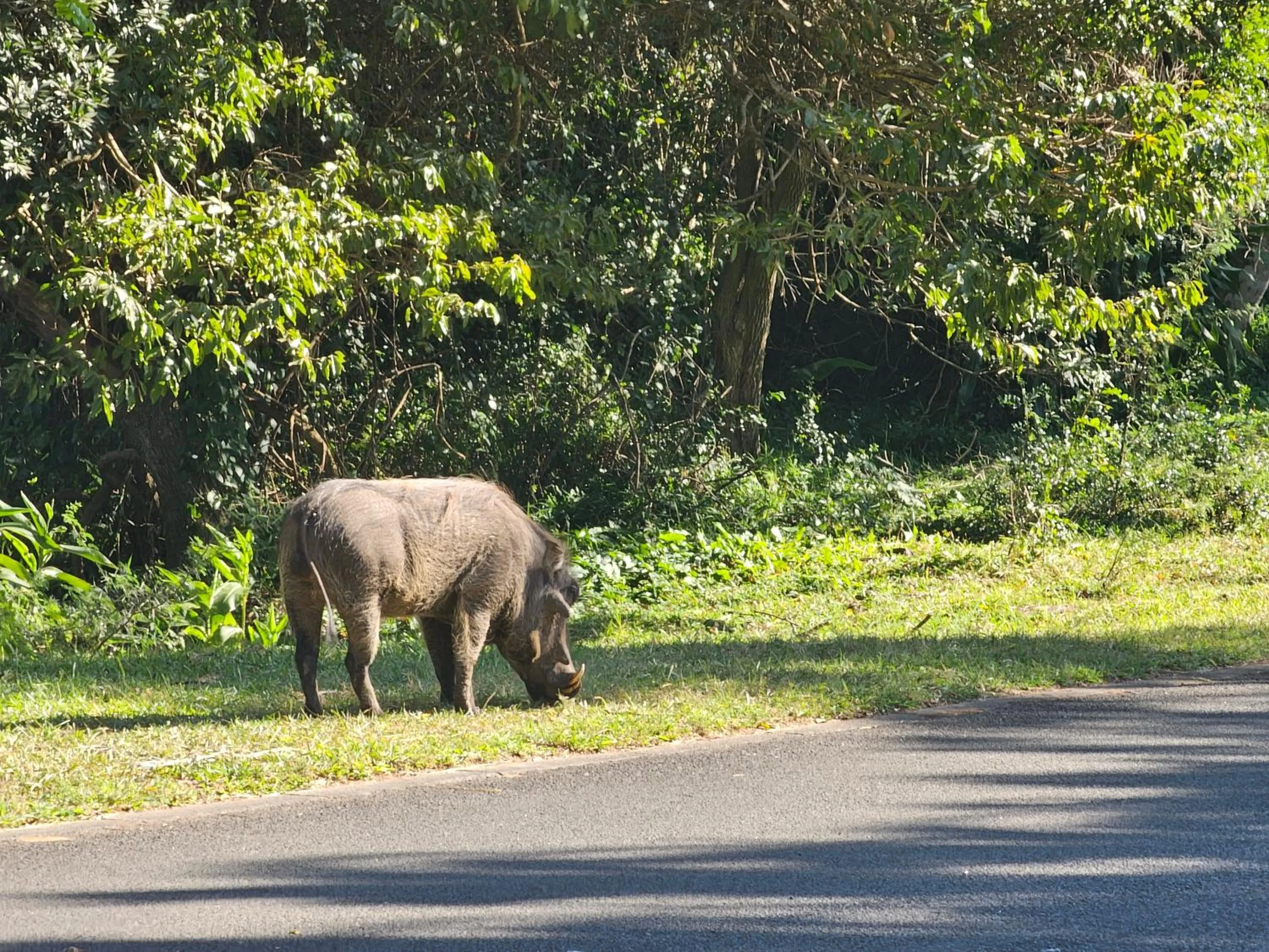 View (from property/room) in Leopard Corner Lodge