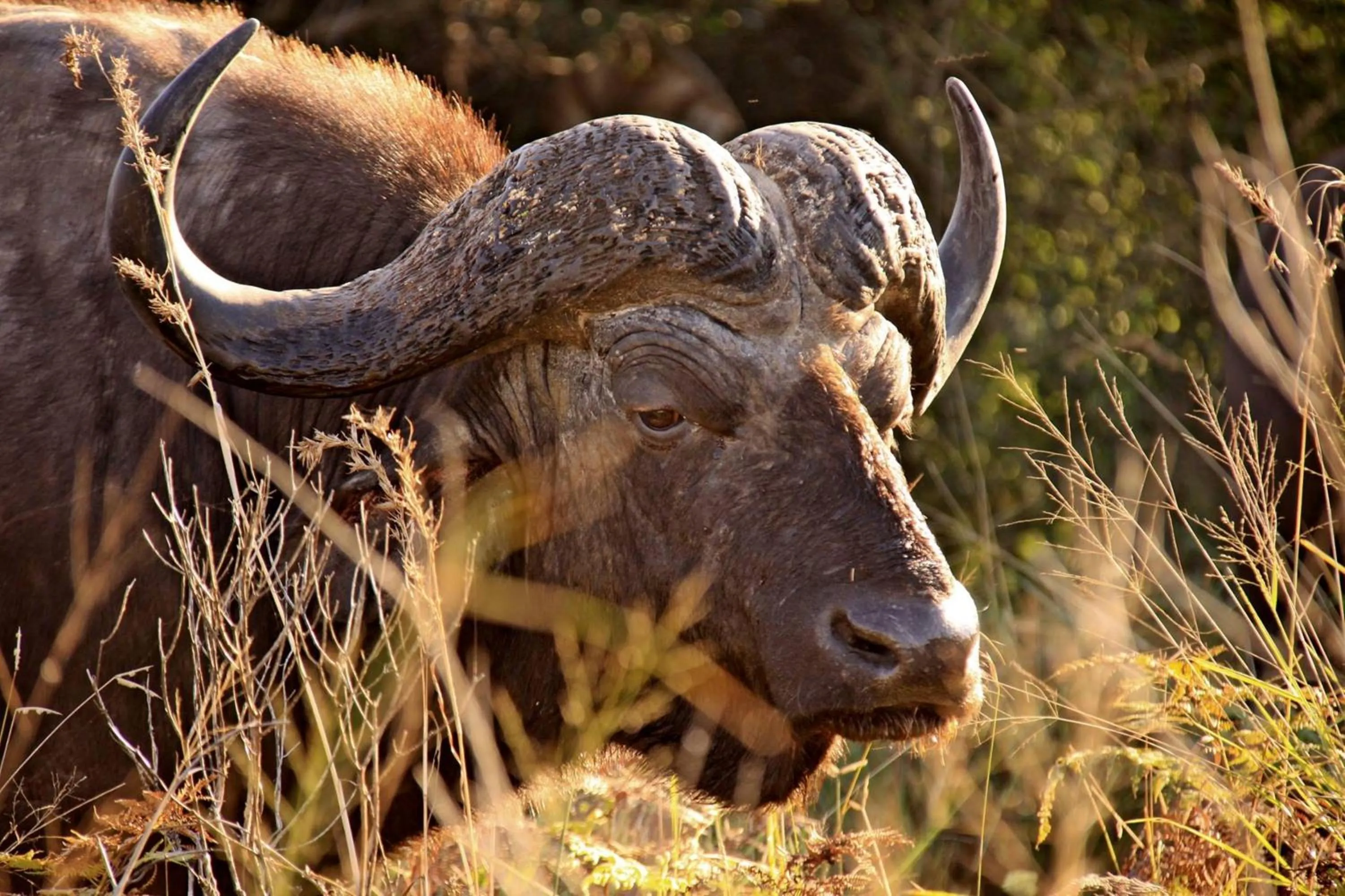 Animals in Leopard Corner Lodge