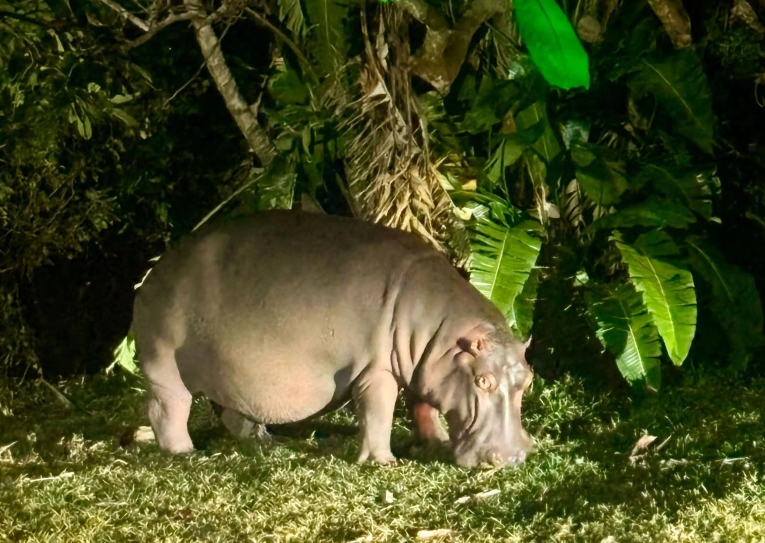 View (from property/room) in Leopard Corner Lodge