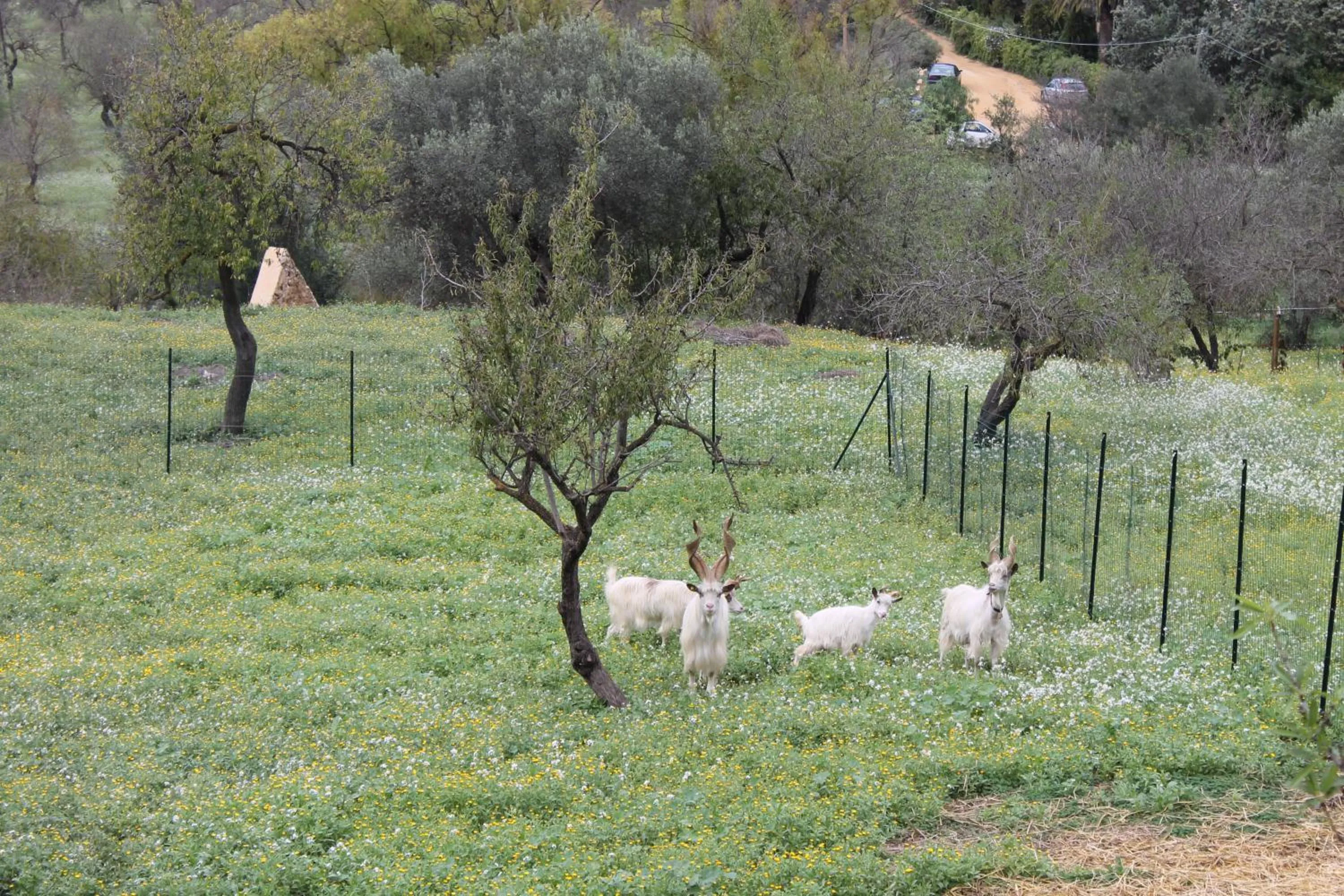 Animals in B&B Nettuno San Leone