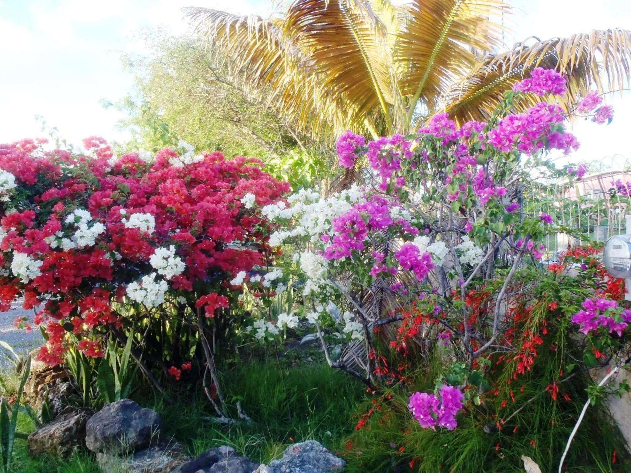 Spring in The Lodge - Antigua