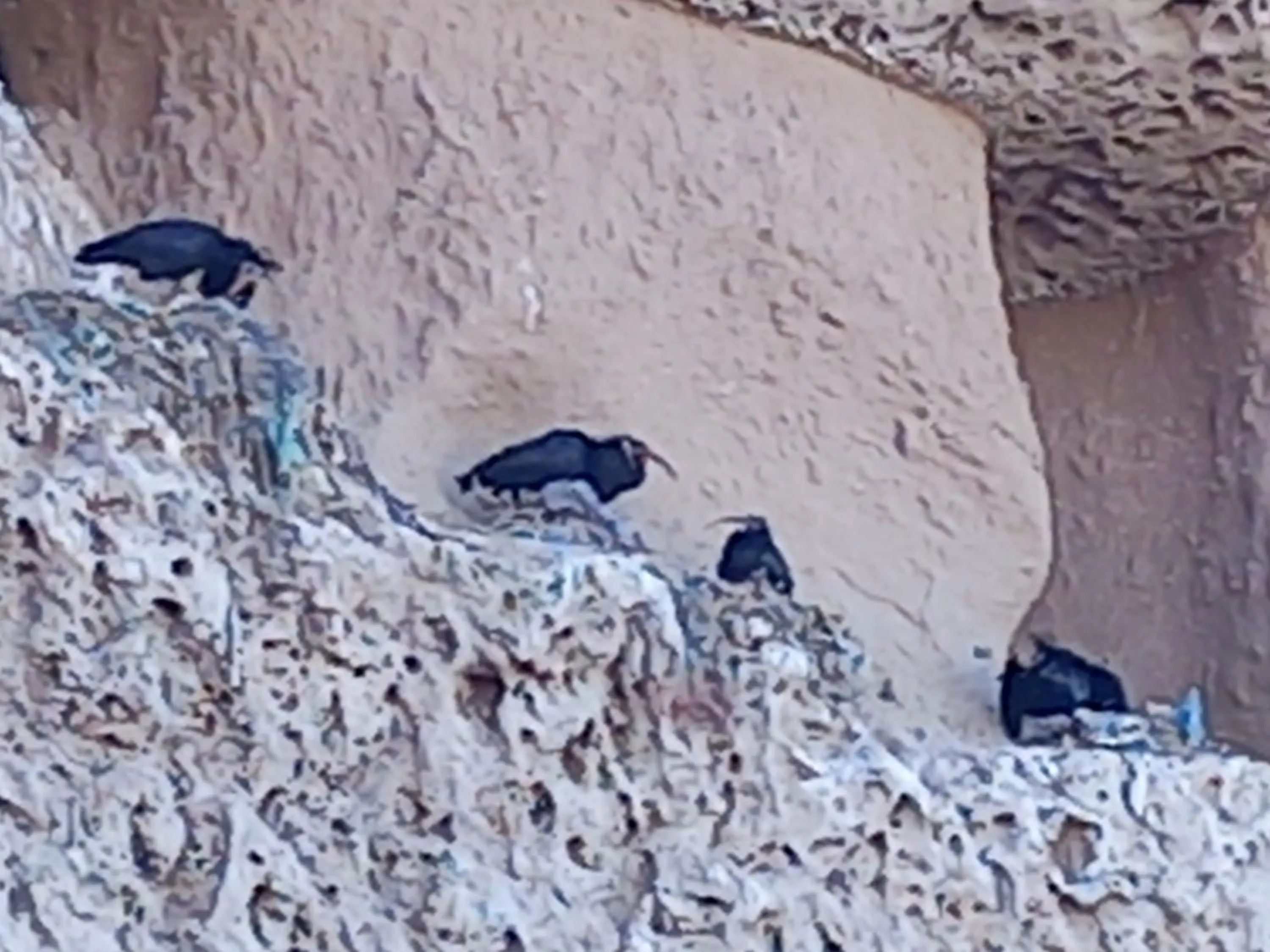 Animals in Résidence Fanti