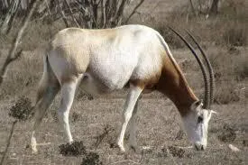 View (from property/room) in Résidence Fanti