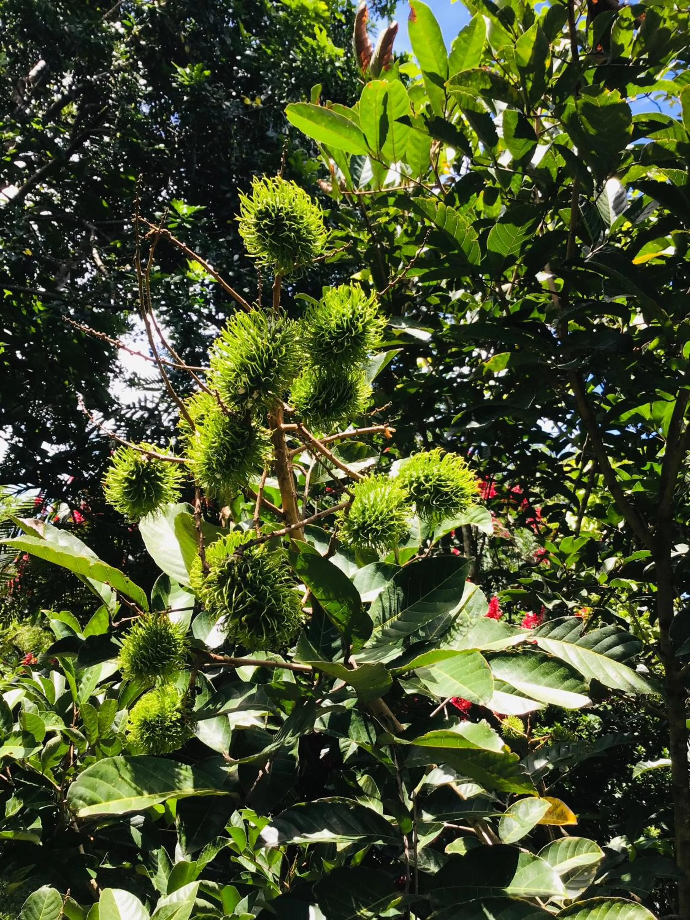 Natural landscape in B&B Garden Grecia