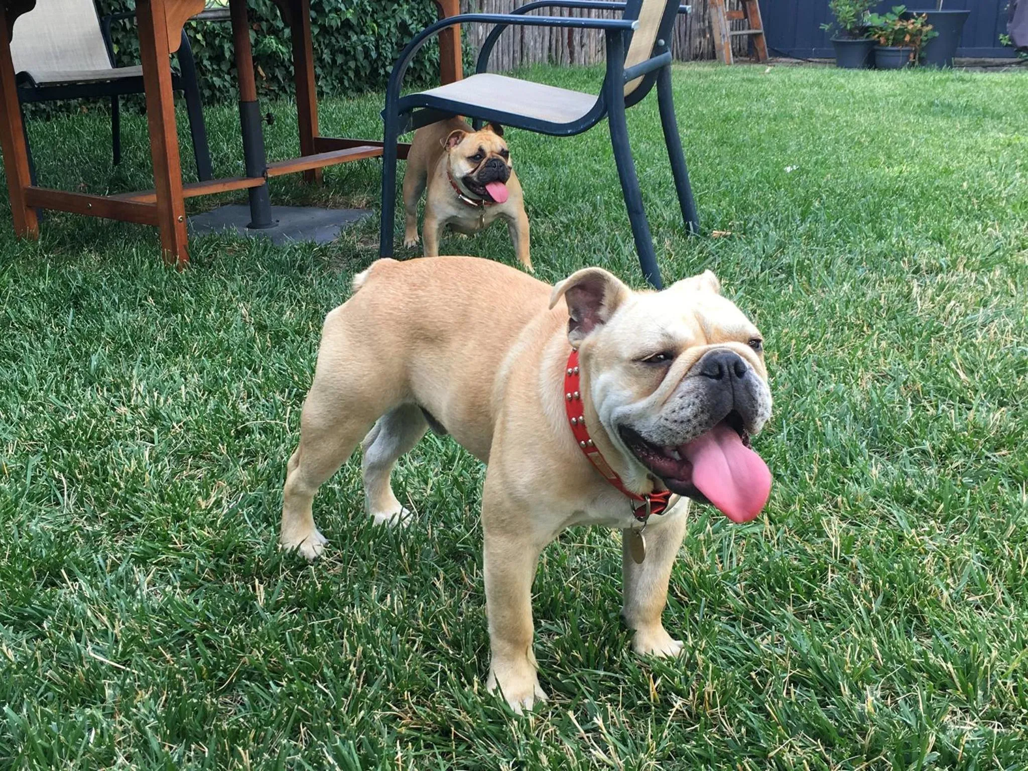 Pets in Montacute Boutique Bunkhouse