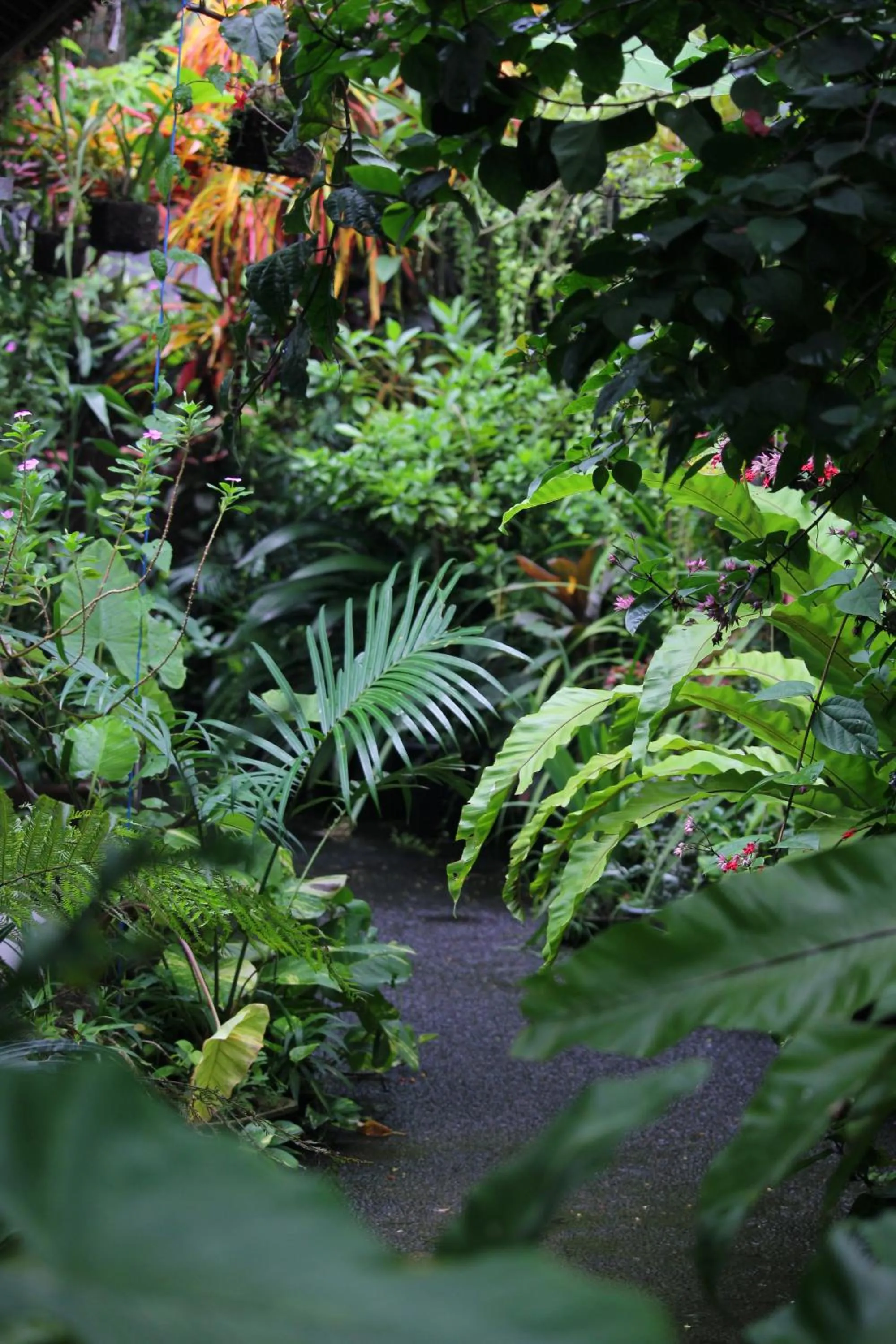 Garden in Sari Gong Guest House, A Trishula Collection