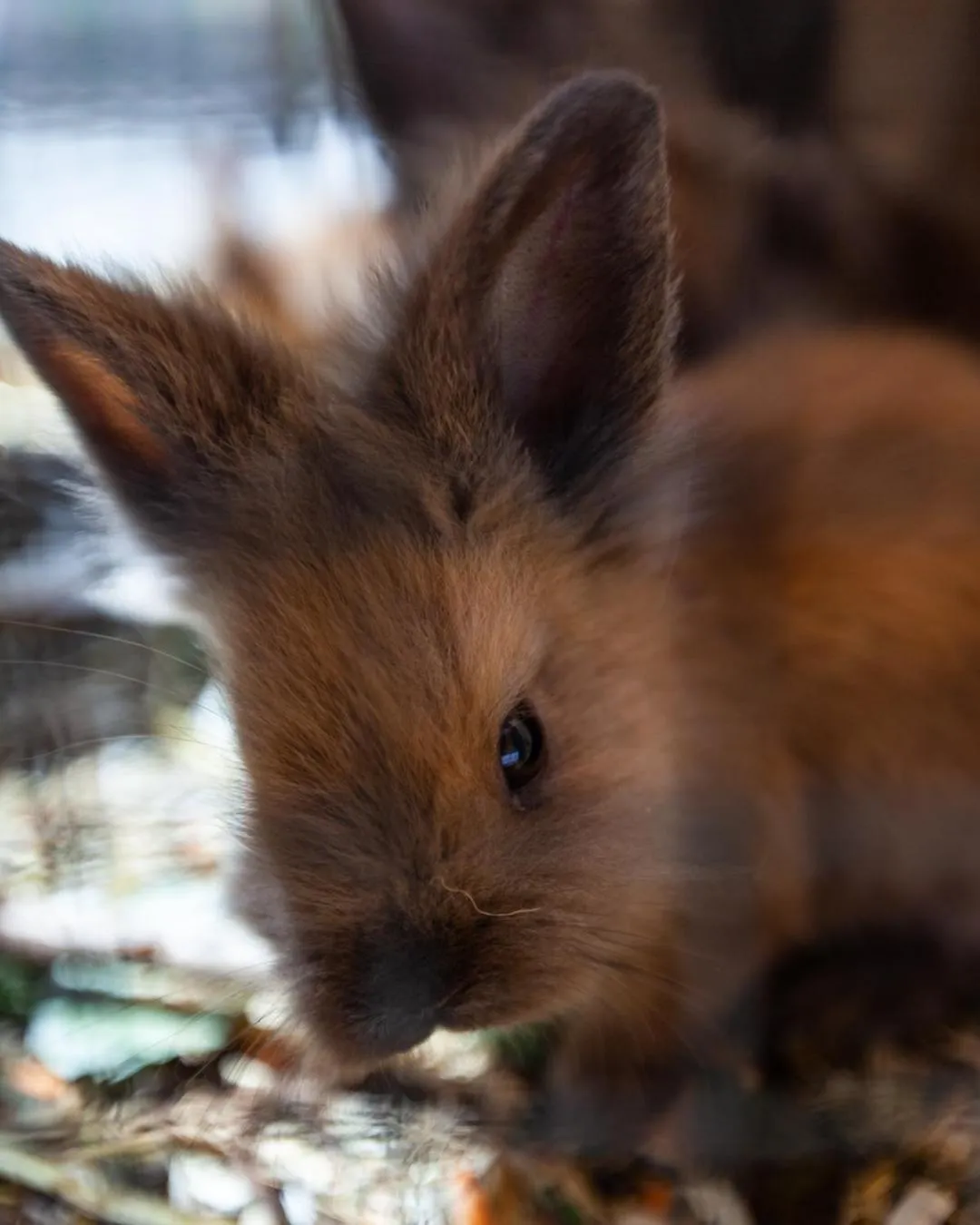 Animals in Aktivhotel Tuxerhof