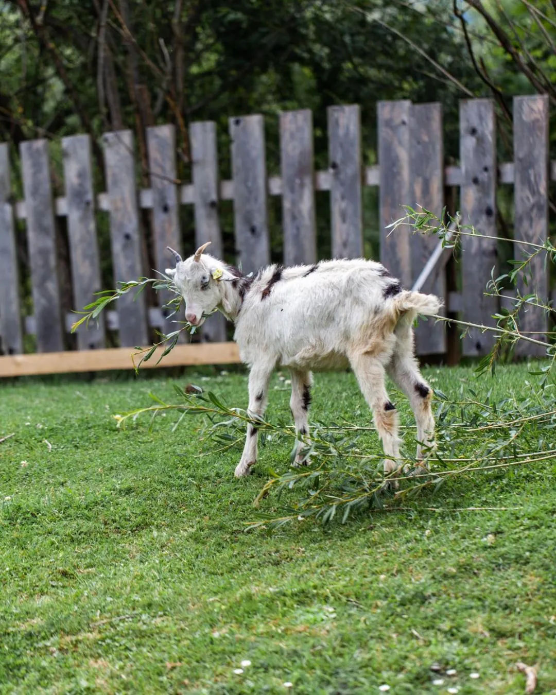 Animals in Aktivhotel Tuxerhof