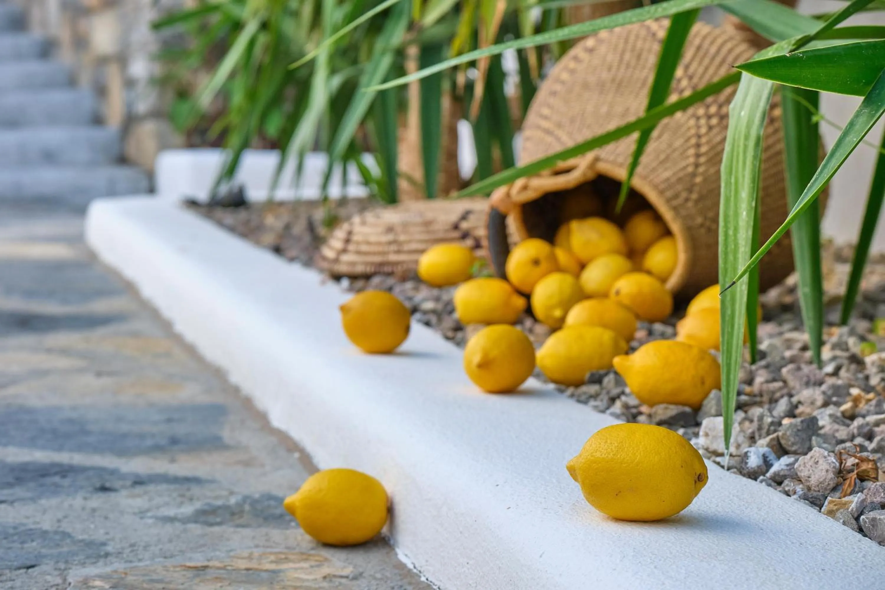 Other in YAZ Yalıkavak