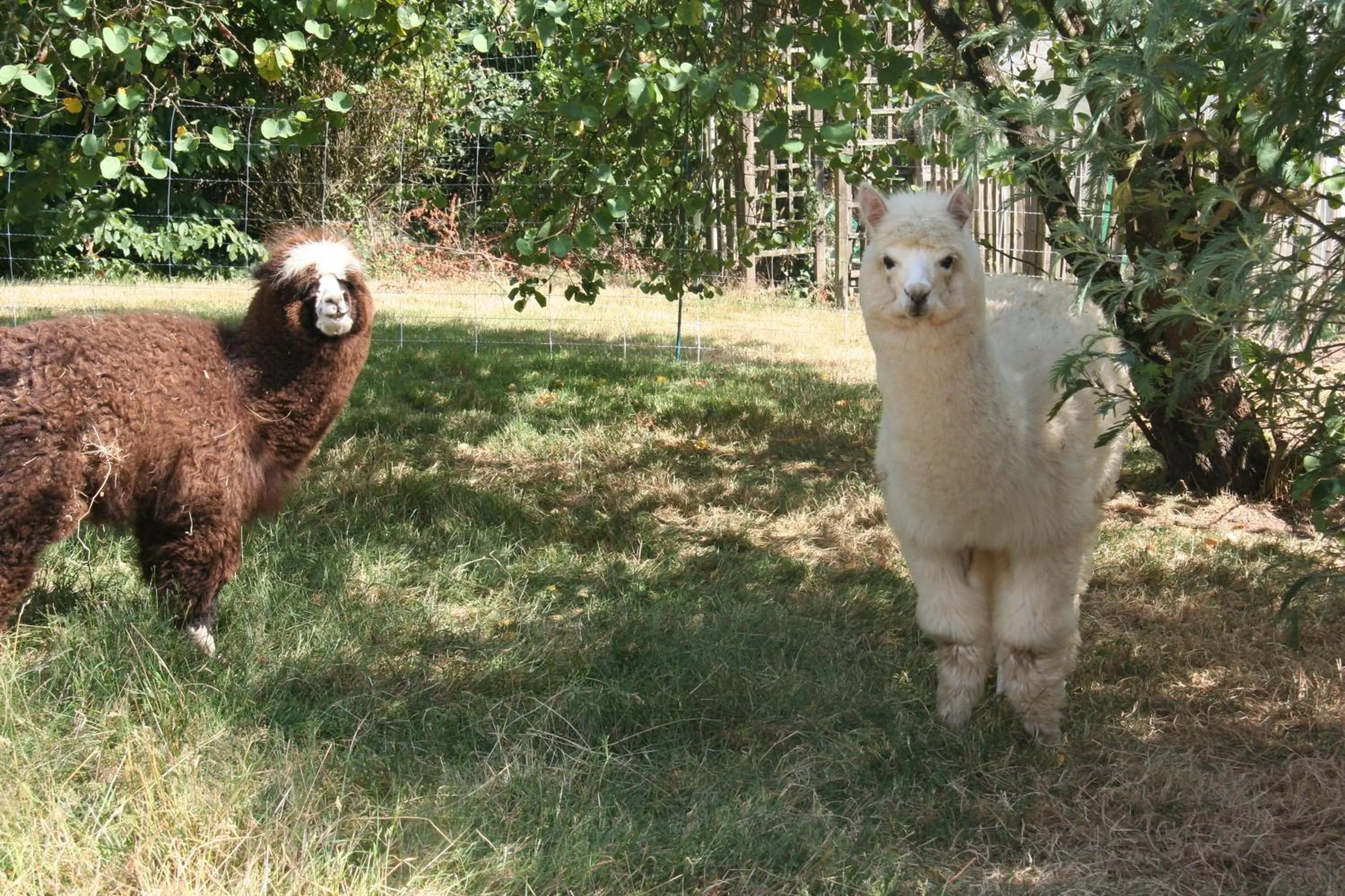 Pets in Une Chambre à la Campagne