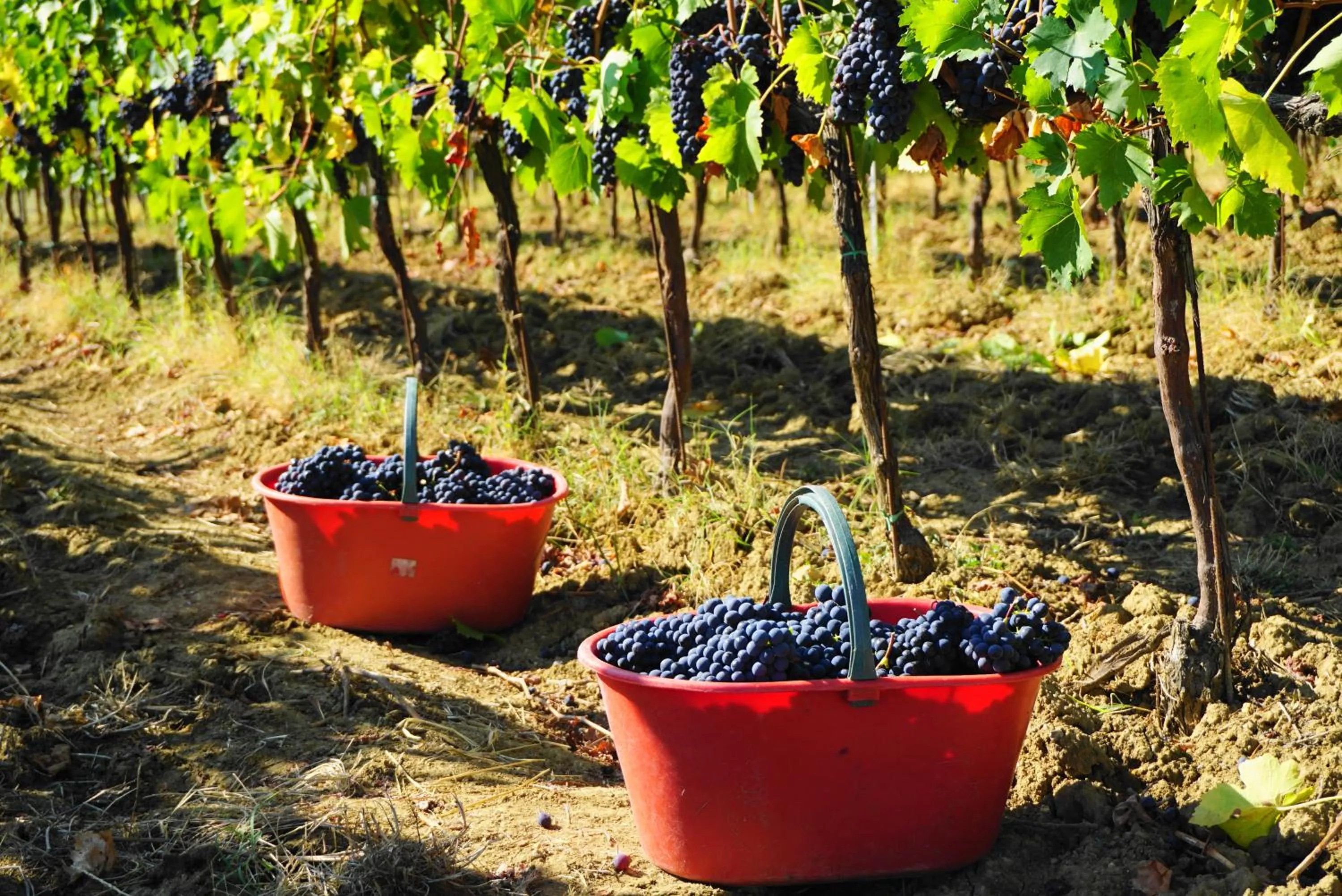 Activities in Fattoria Lornano Winery