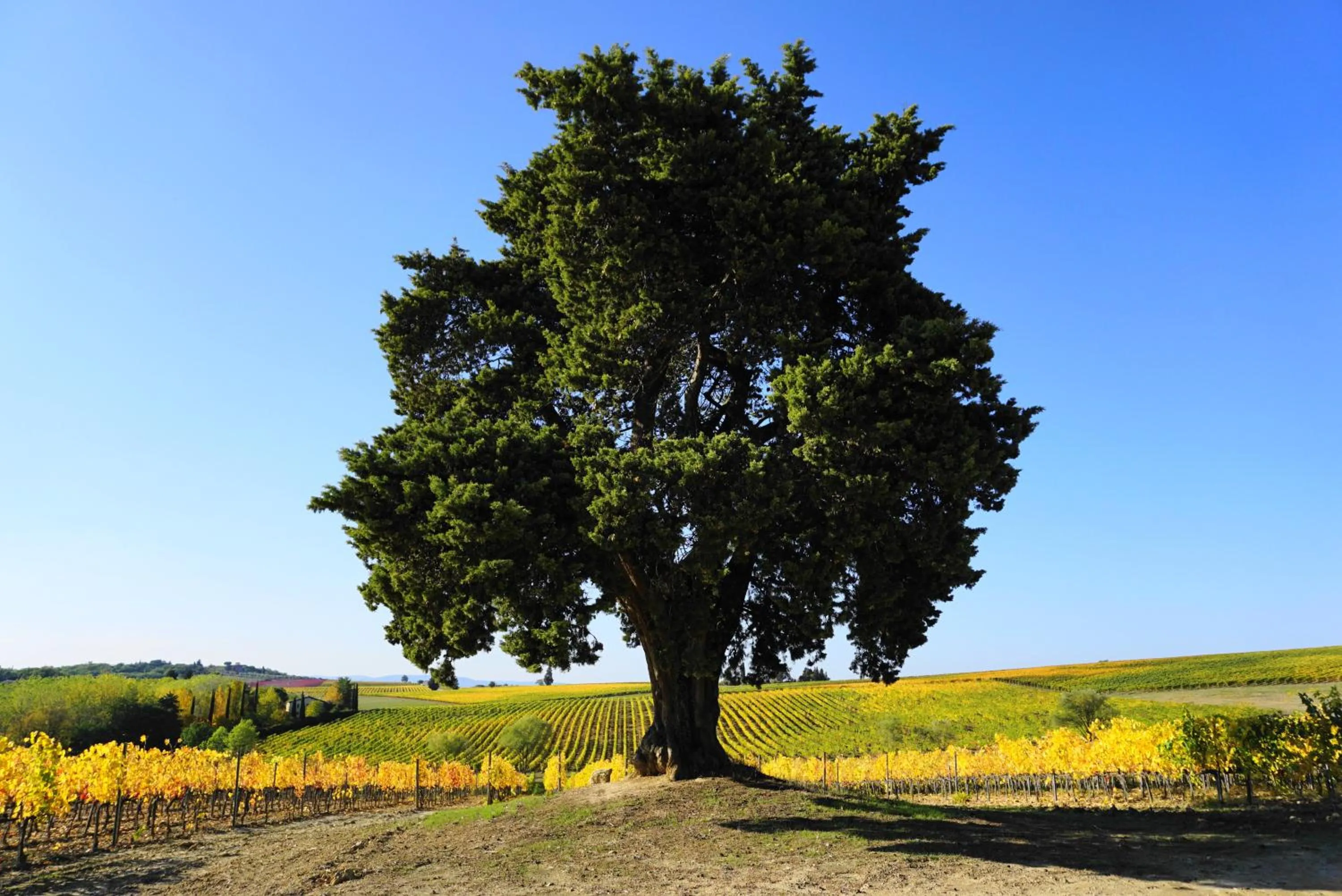 Natural landscape in Fattoria Lornano Winery
