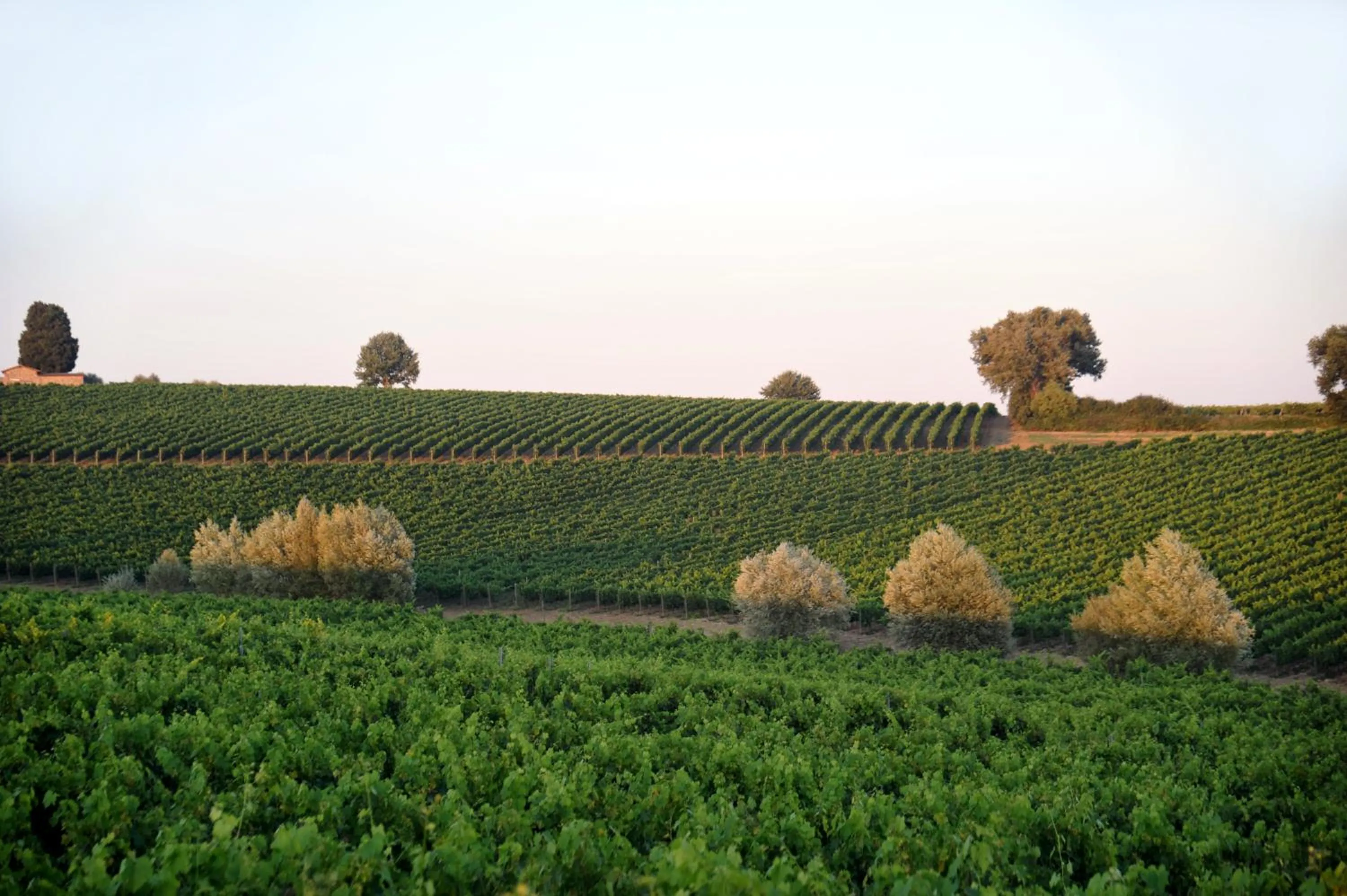 Other in Fattoria Lornano Winery