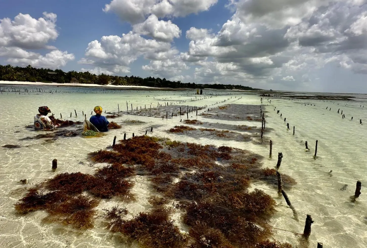 Beach in Kiwengwa Bungalow Boutique Resort