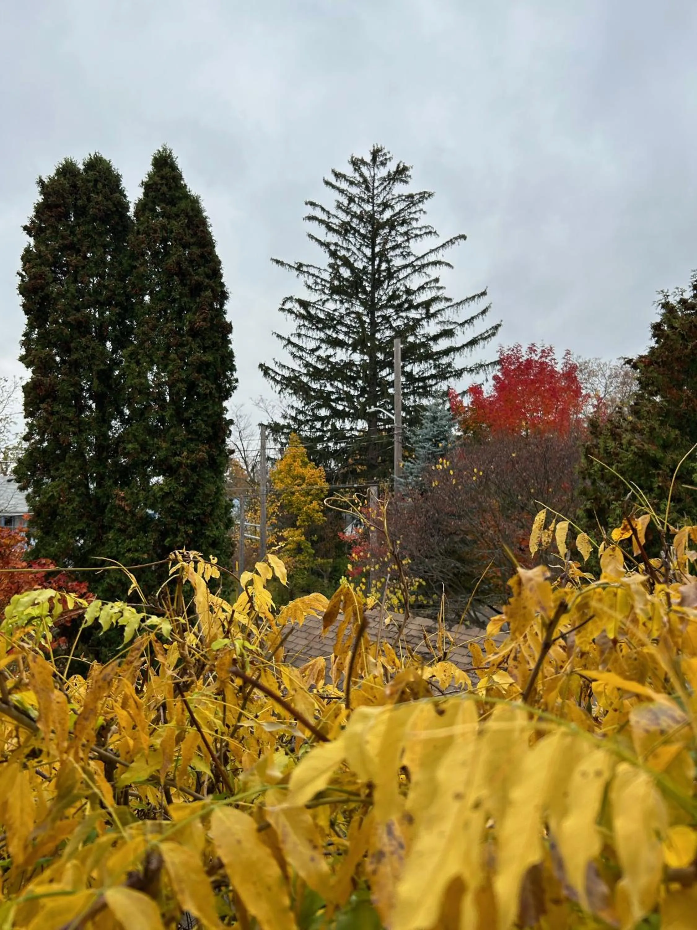 Norfolk Guest House Inn