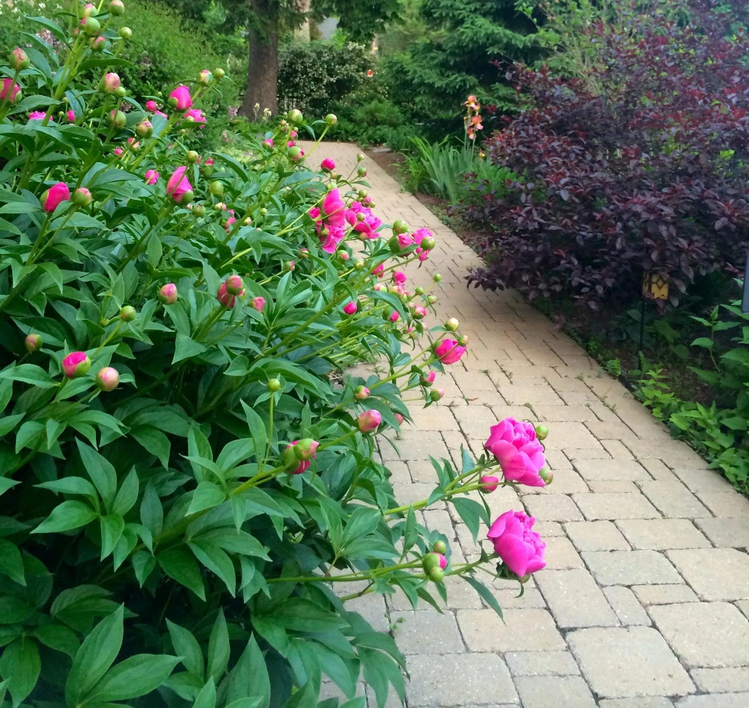Garden in Norfolk Guest House Inn