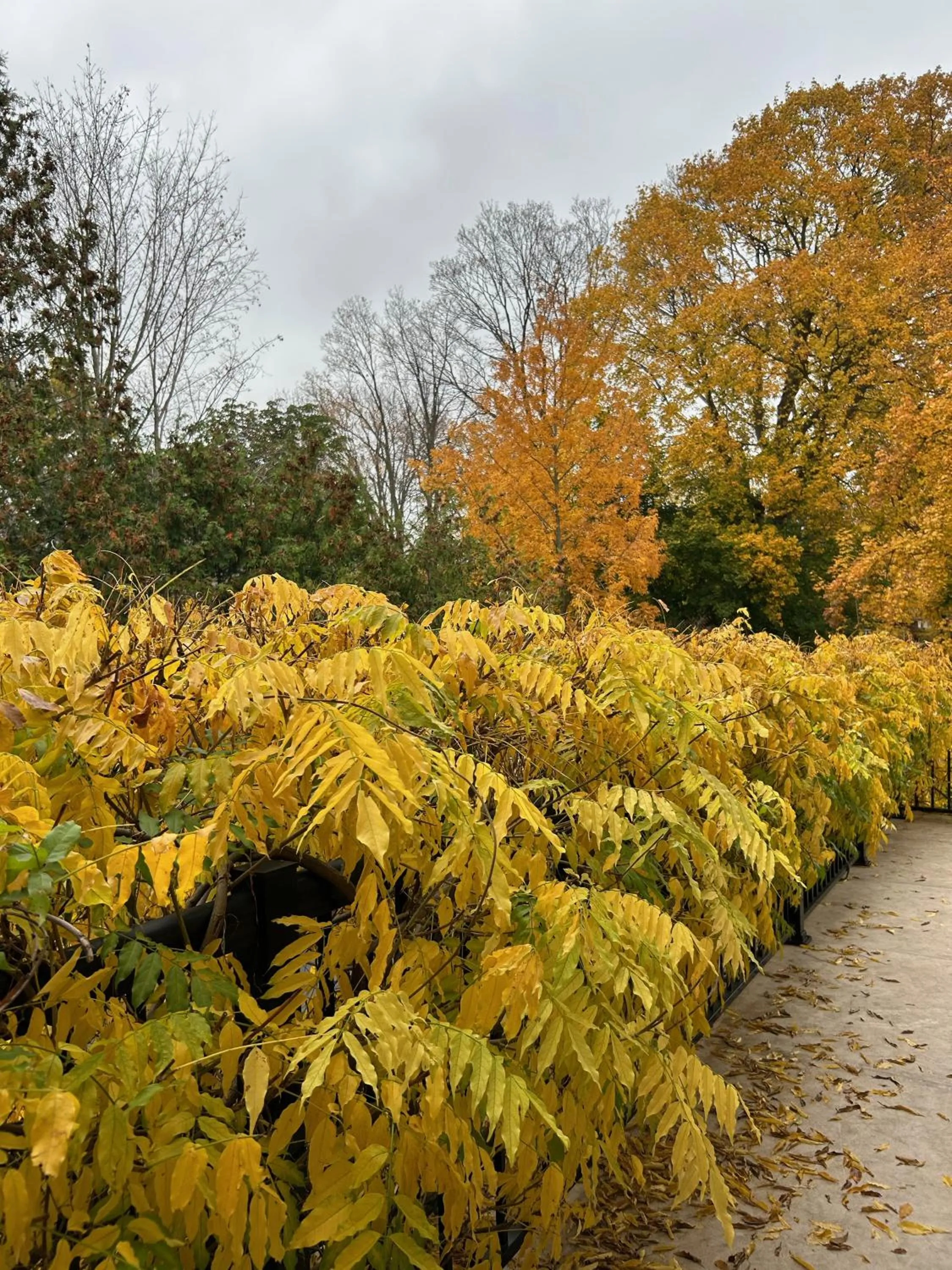 Norfolk Guest House Inn