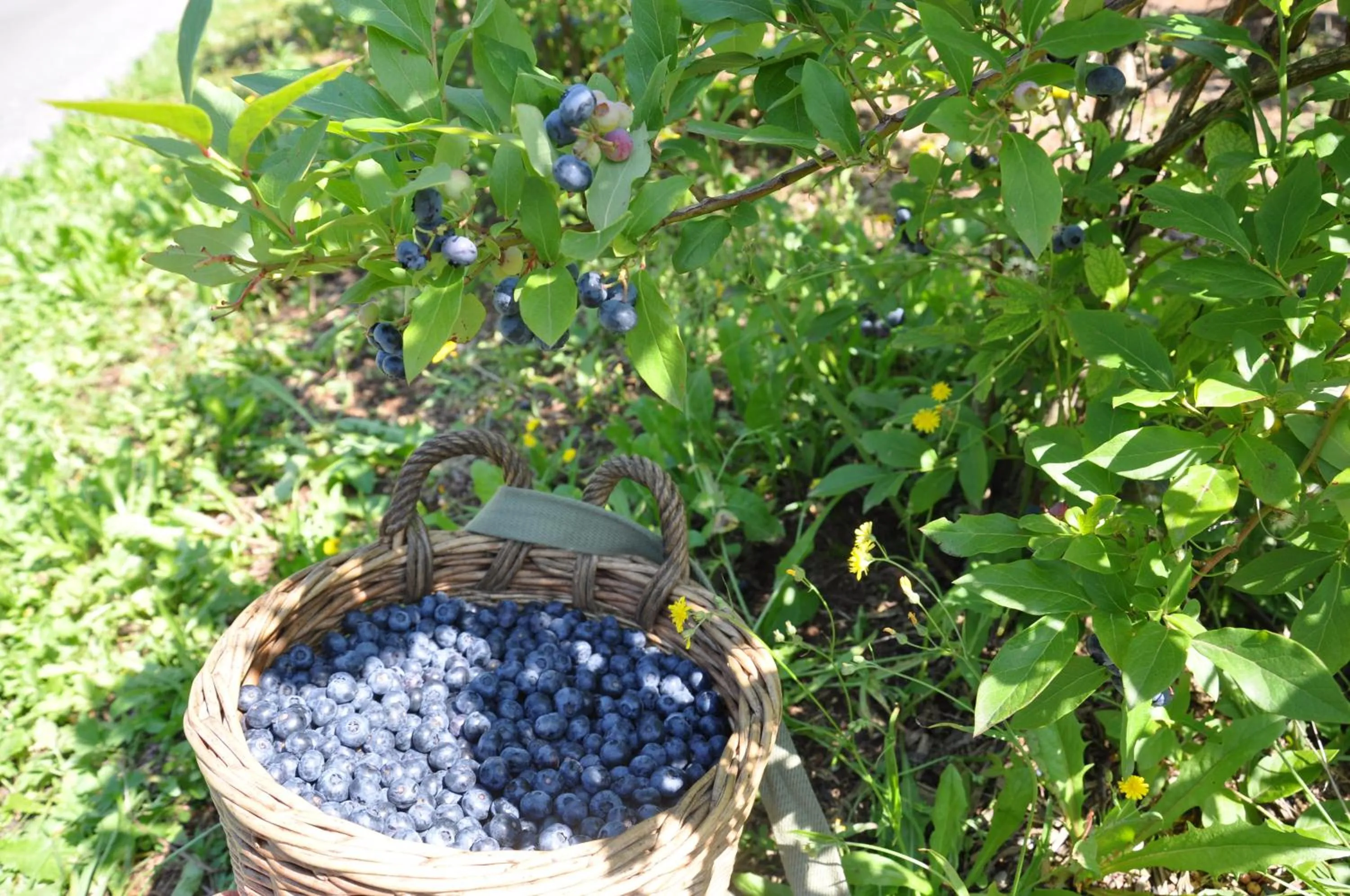 Food and drinks in Hirschfarm, Goldau