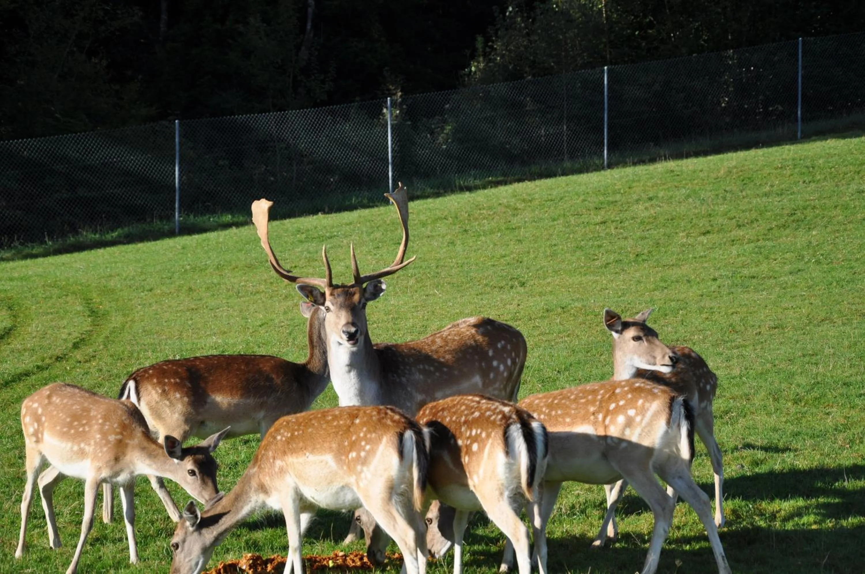 Animals in Hirschfarm, Goldau
