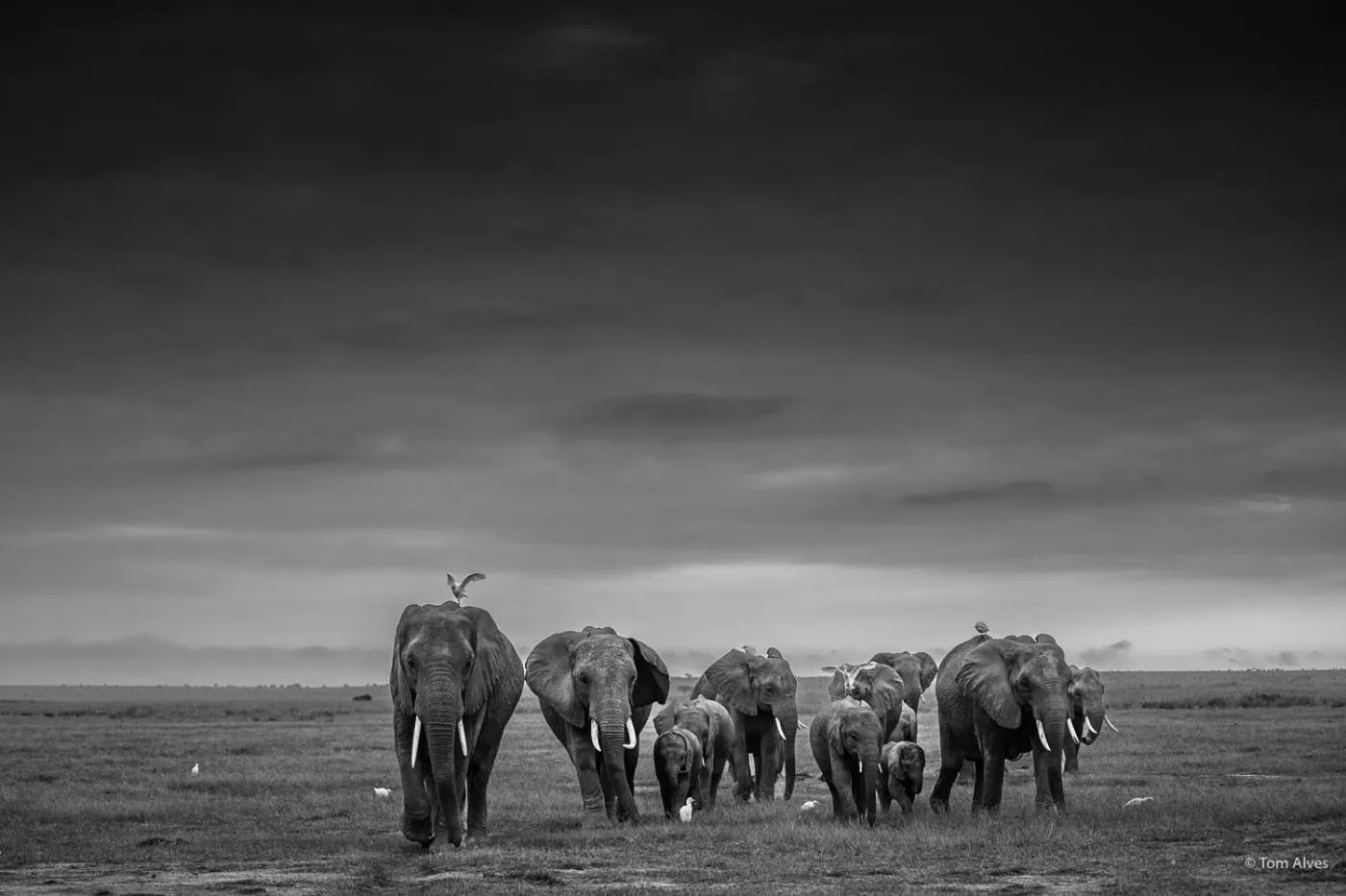 Animals in Kibo Villa Amboseli