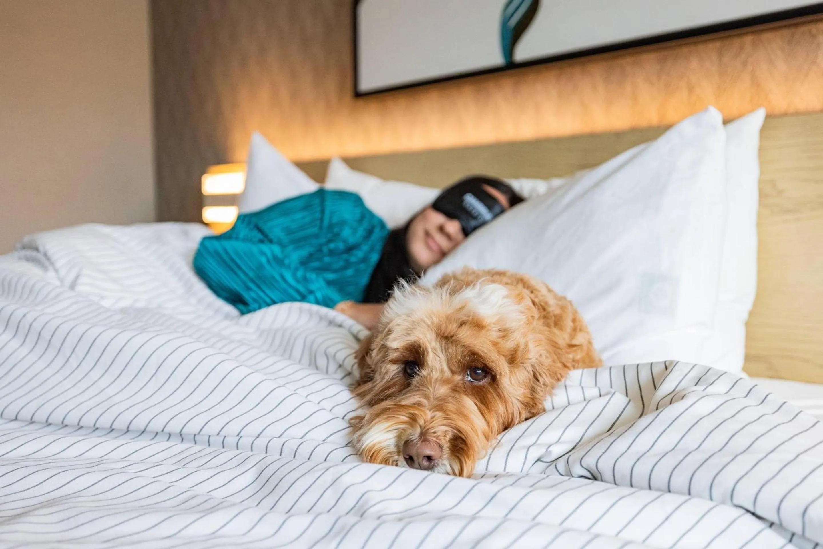 Bedroom, Bed in Cambria Hotel Burbank Airport