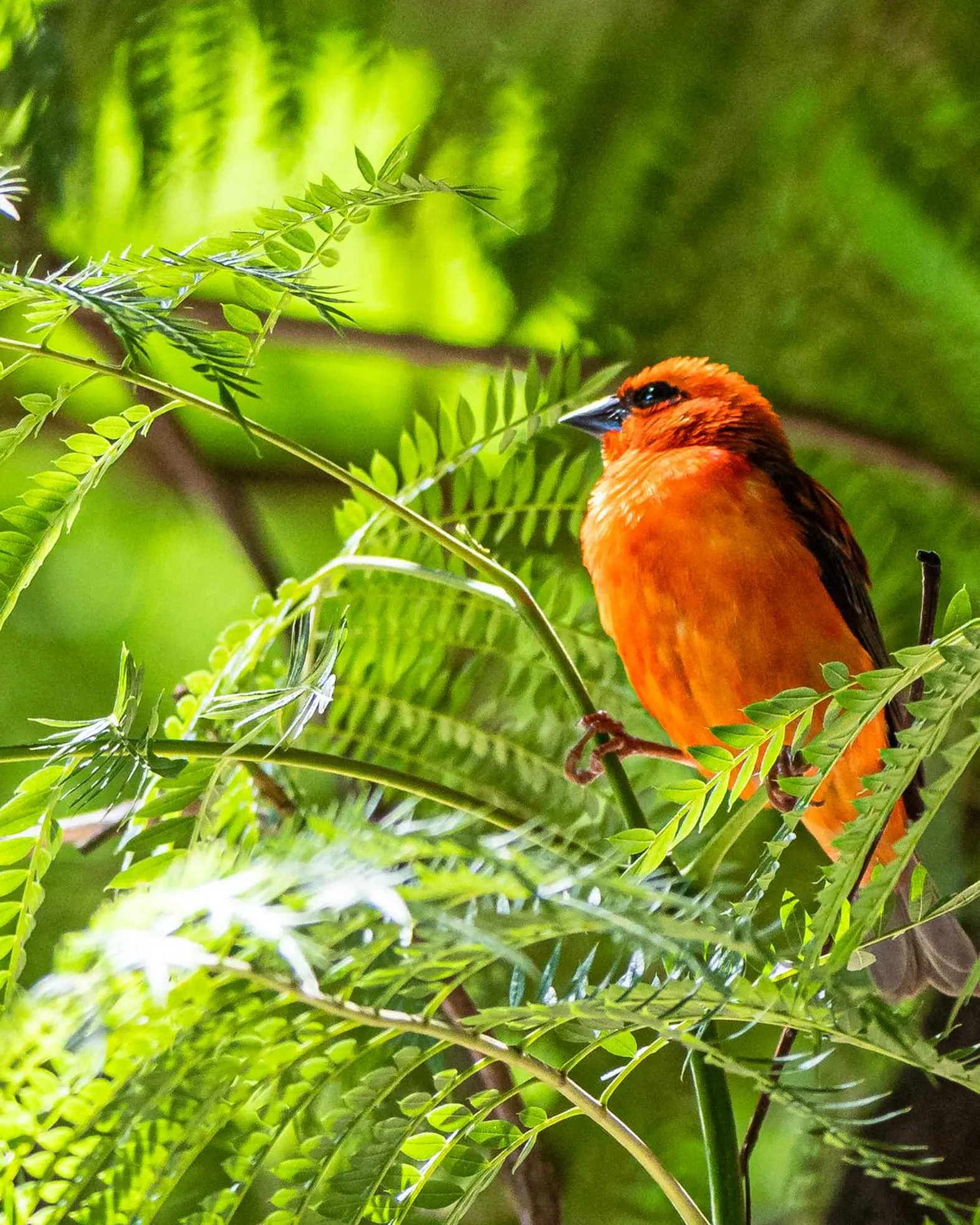 Garden in Relais des Plateaux & Spa– Ivato International Airport
