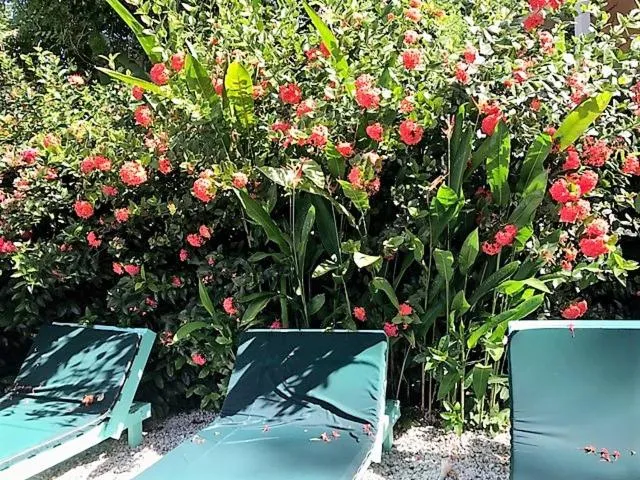 Garden in Tobago Hibiscus Golf Villas & Appartments