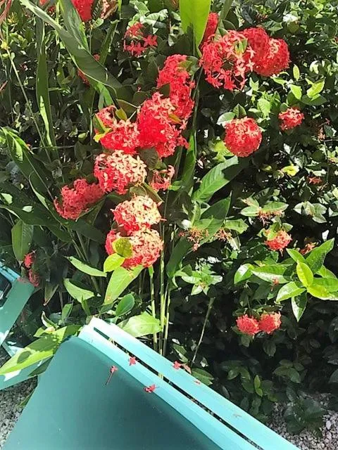Garden in Tobago Hibiscus Golf Villas & Appartments