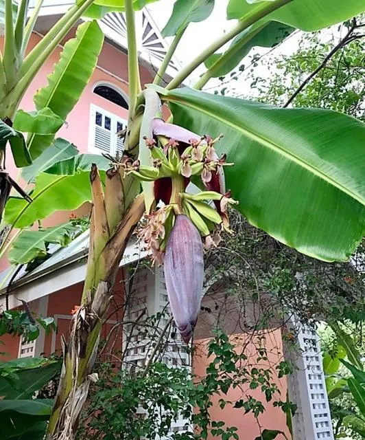 Garden in Tobago Hibiscus Golf Villas & Appartments
