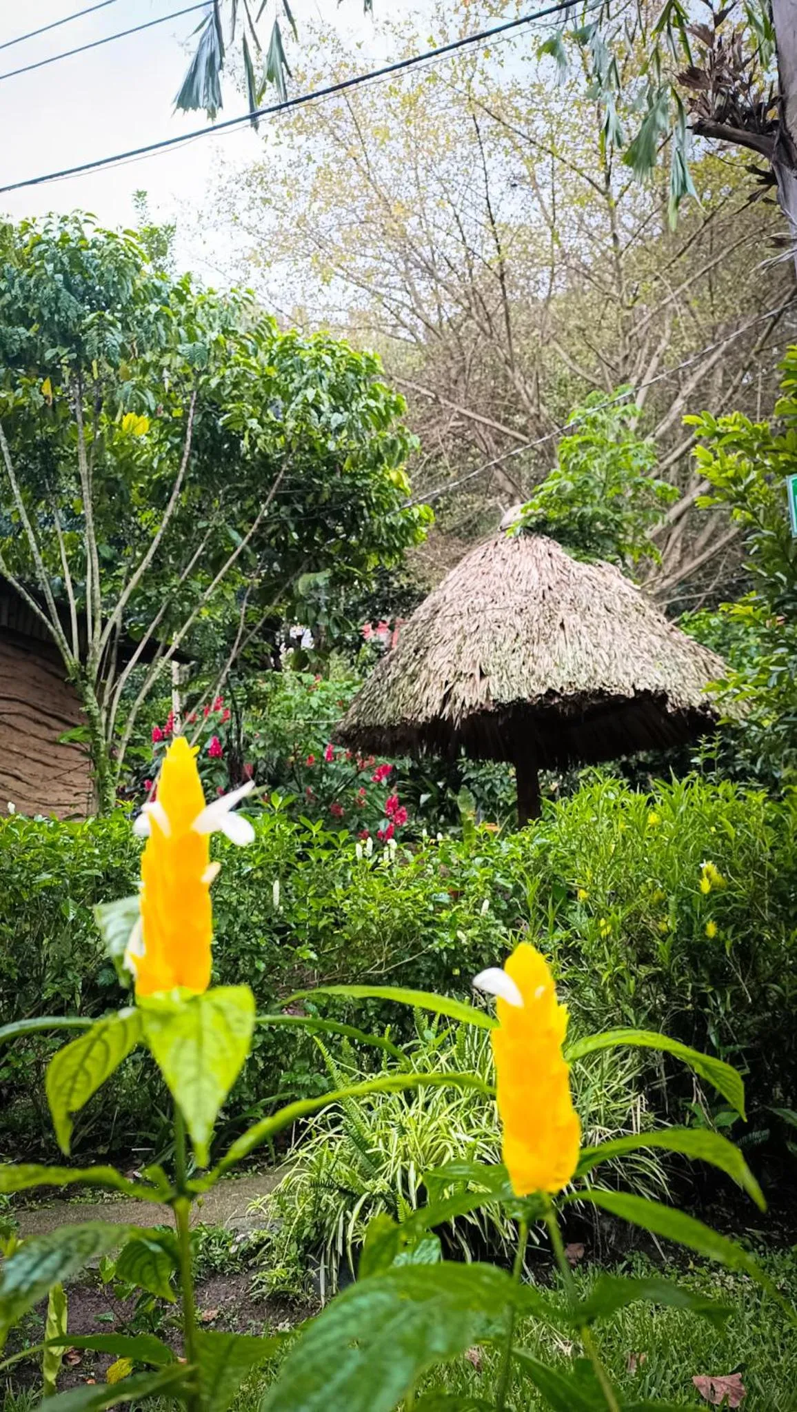 Garden in Eco-Hotel Mayachik
